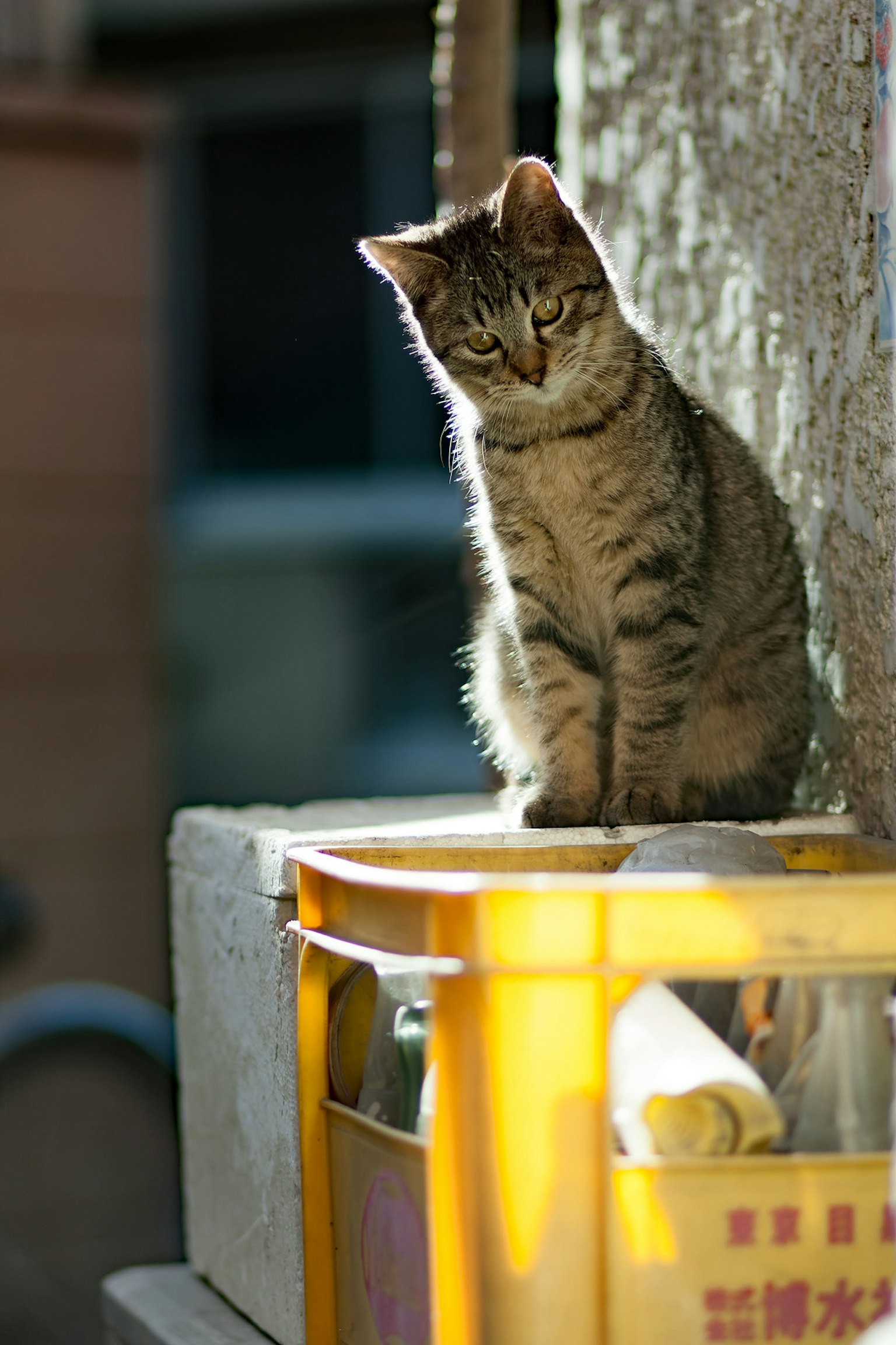 一只猫坐在黄色容器上享受阳光