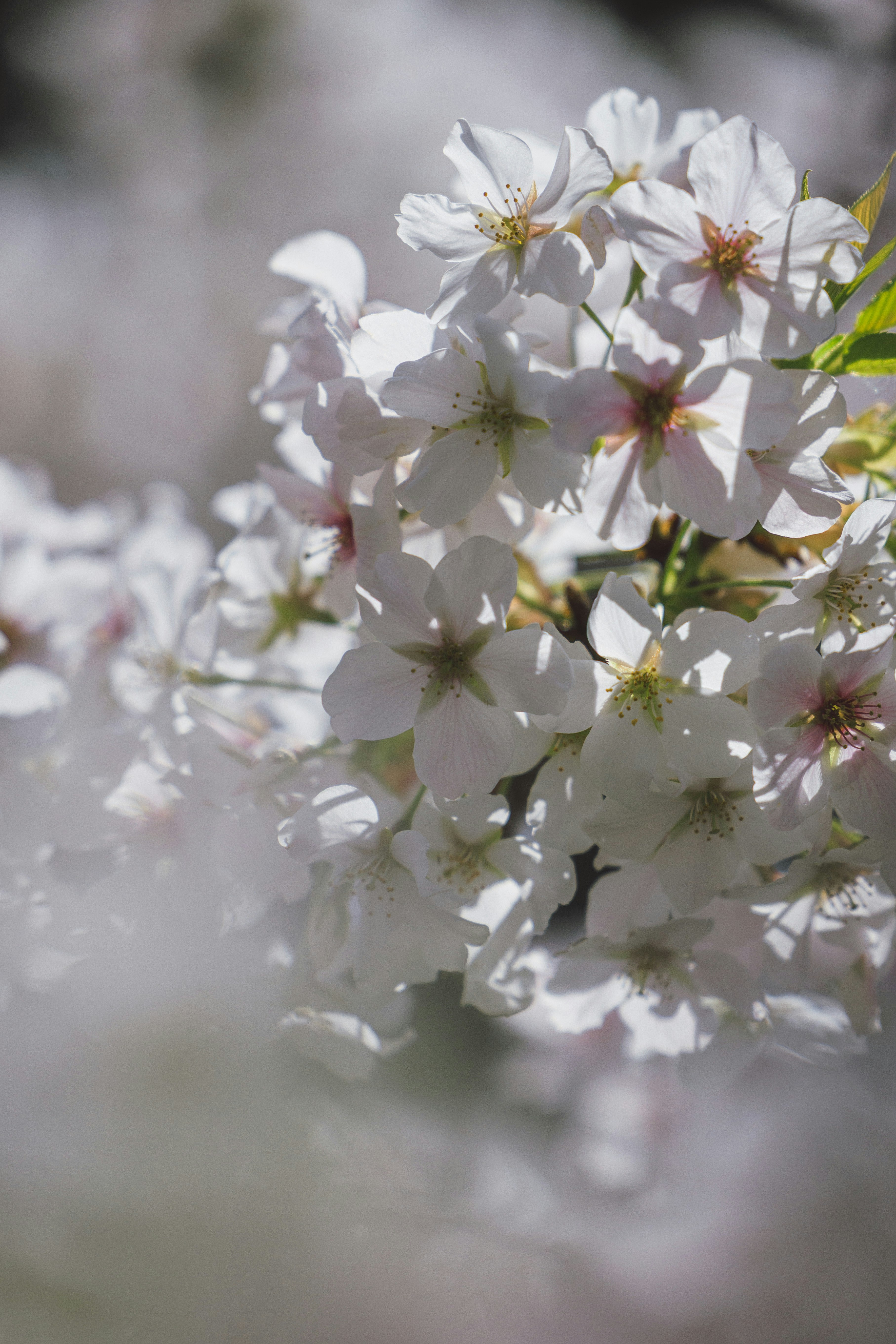 ソメイヨシノの白い花がふわりと咲く春の花房