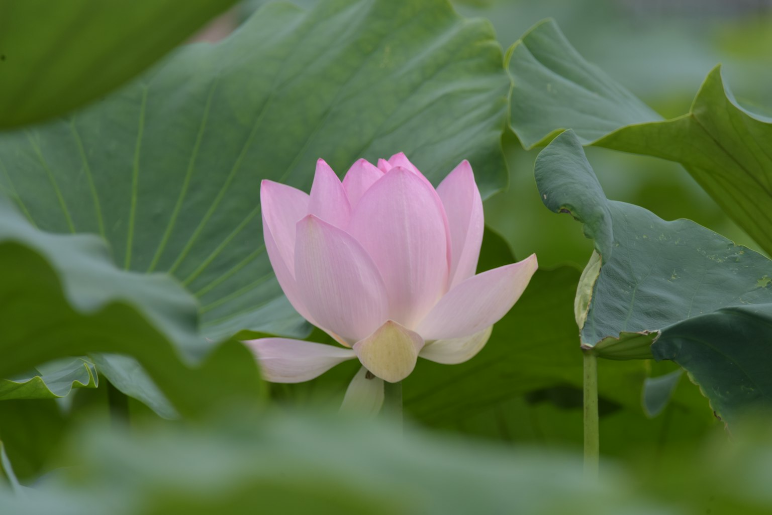 Beautiful pink lotus flower surrounded by green leaves