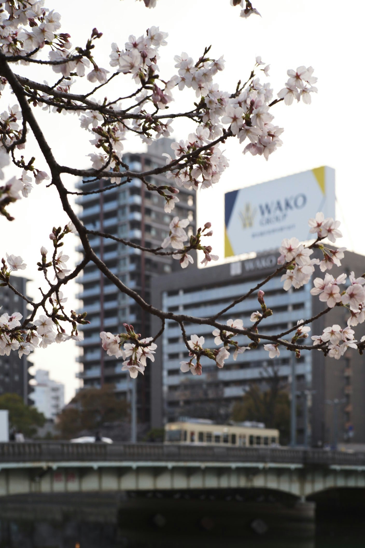 桜の花と「WAKO」看板のある街並み
