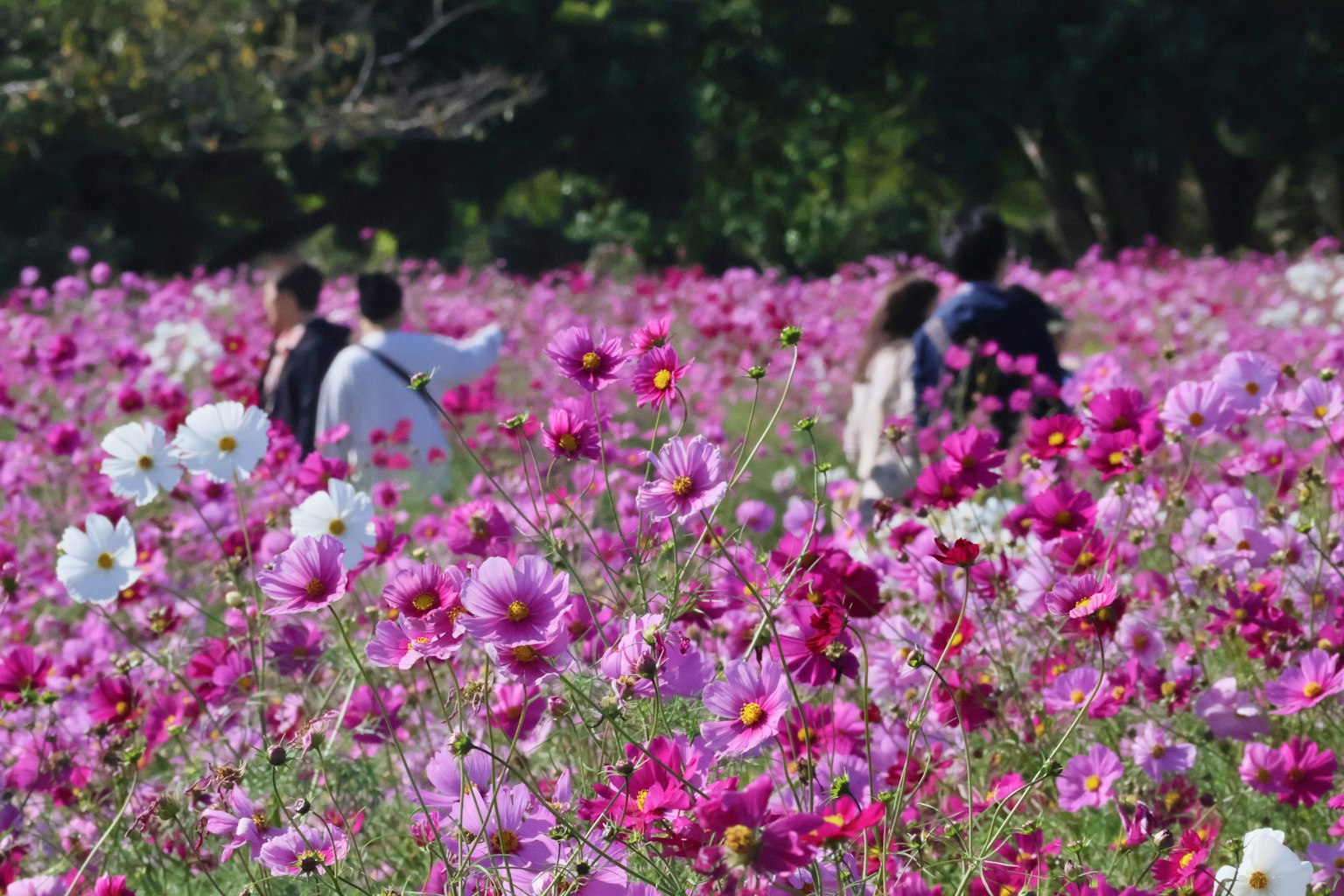 色とりどりのコスモスの花が咲く中を歩く人々