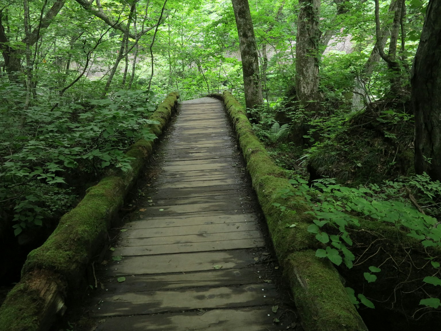 Pont en bois entouré d'une forêt verdoyante