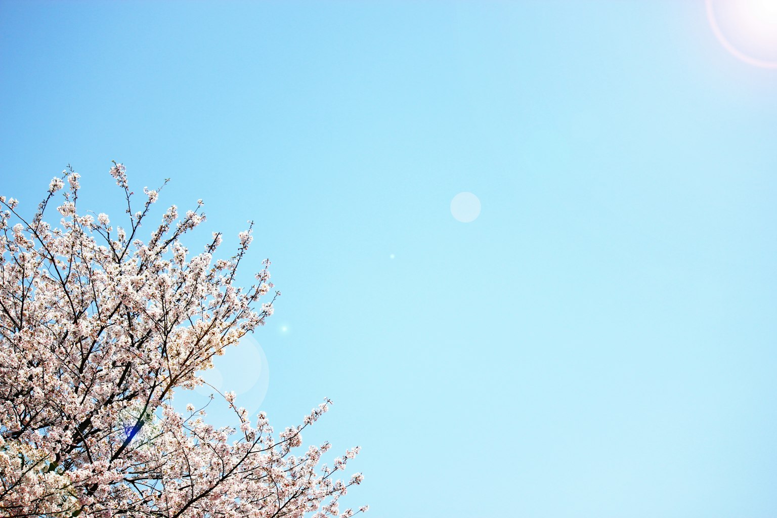 Pemandangan musim semi dengan bunga sakura di latar belakang langit biru yang cerah