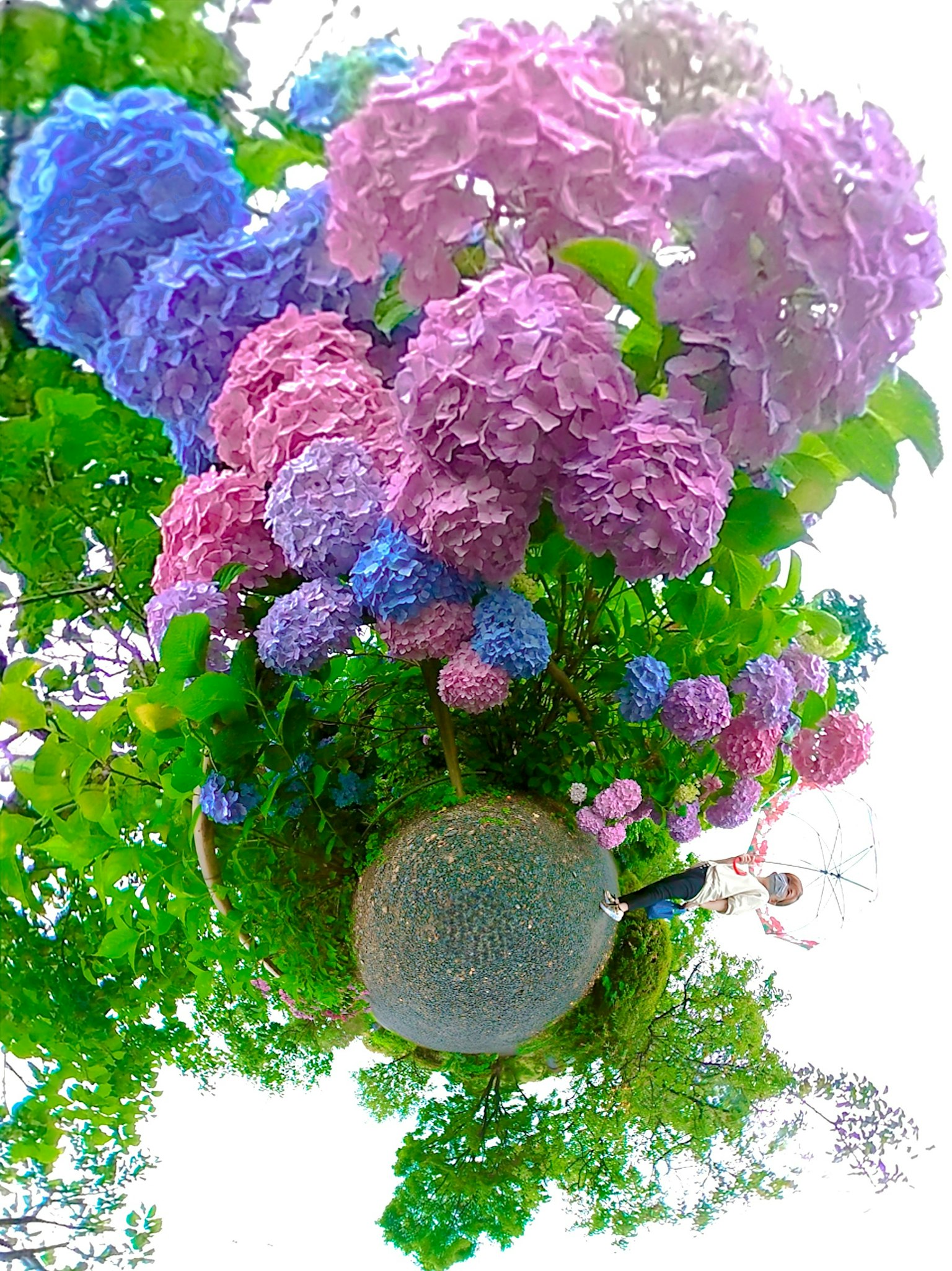 Bunga hydrangea ungu dan merah muda yang cerah dalam keadaan mekar