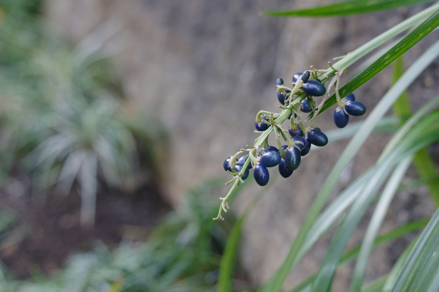 Close-up tanaman dengan buah biru di latar belakang berbatu dan tanaman lainnya