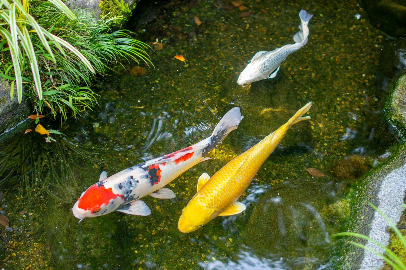 Three koi fish swimming in a pond one with red patterns one yellow and one white surrounded by green plants