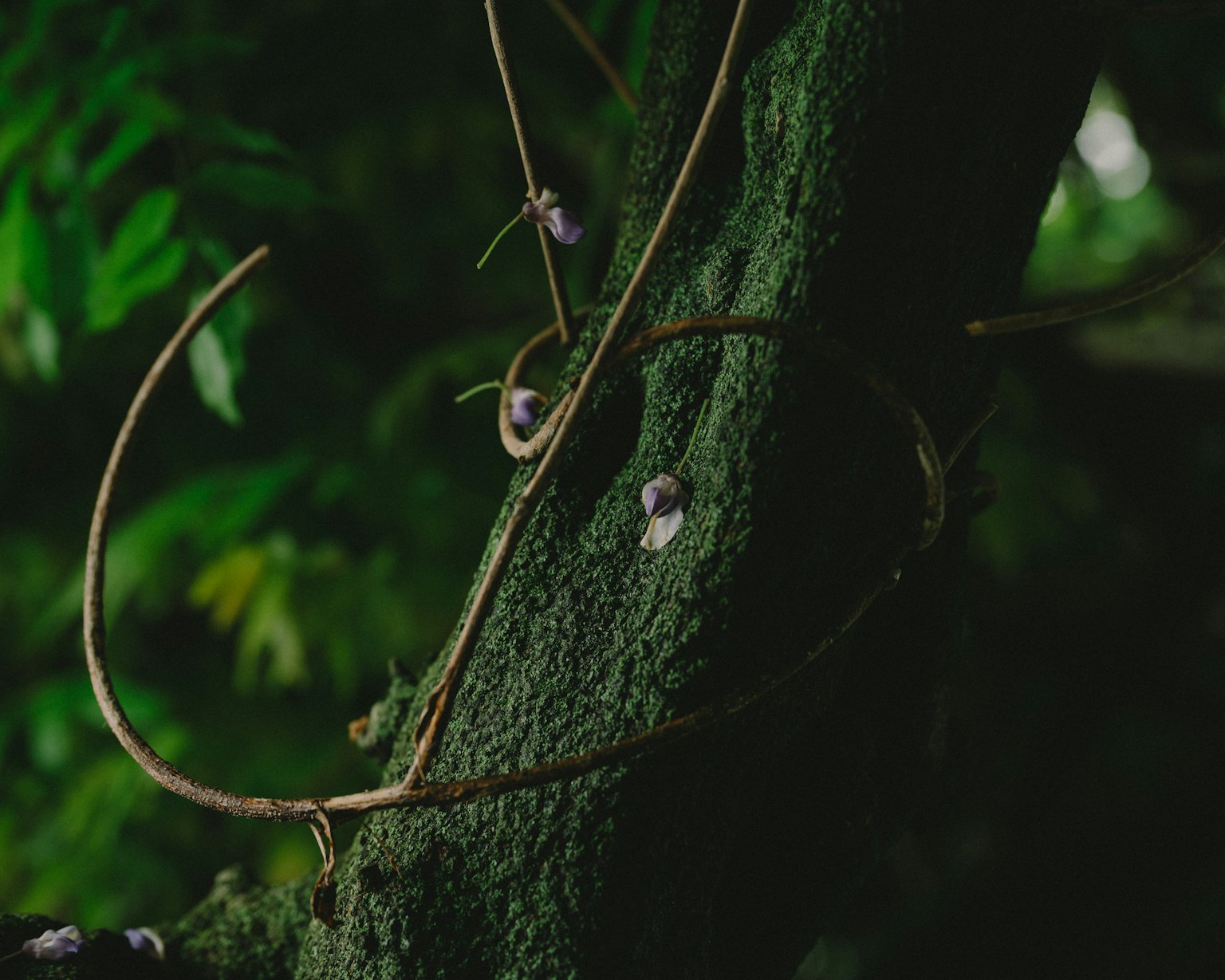 Primo piano di viti e piccoli fiori su un tronco d'albero verde