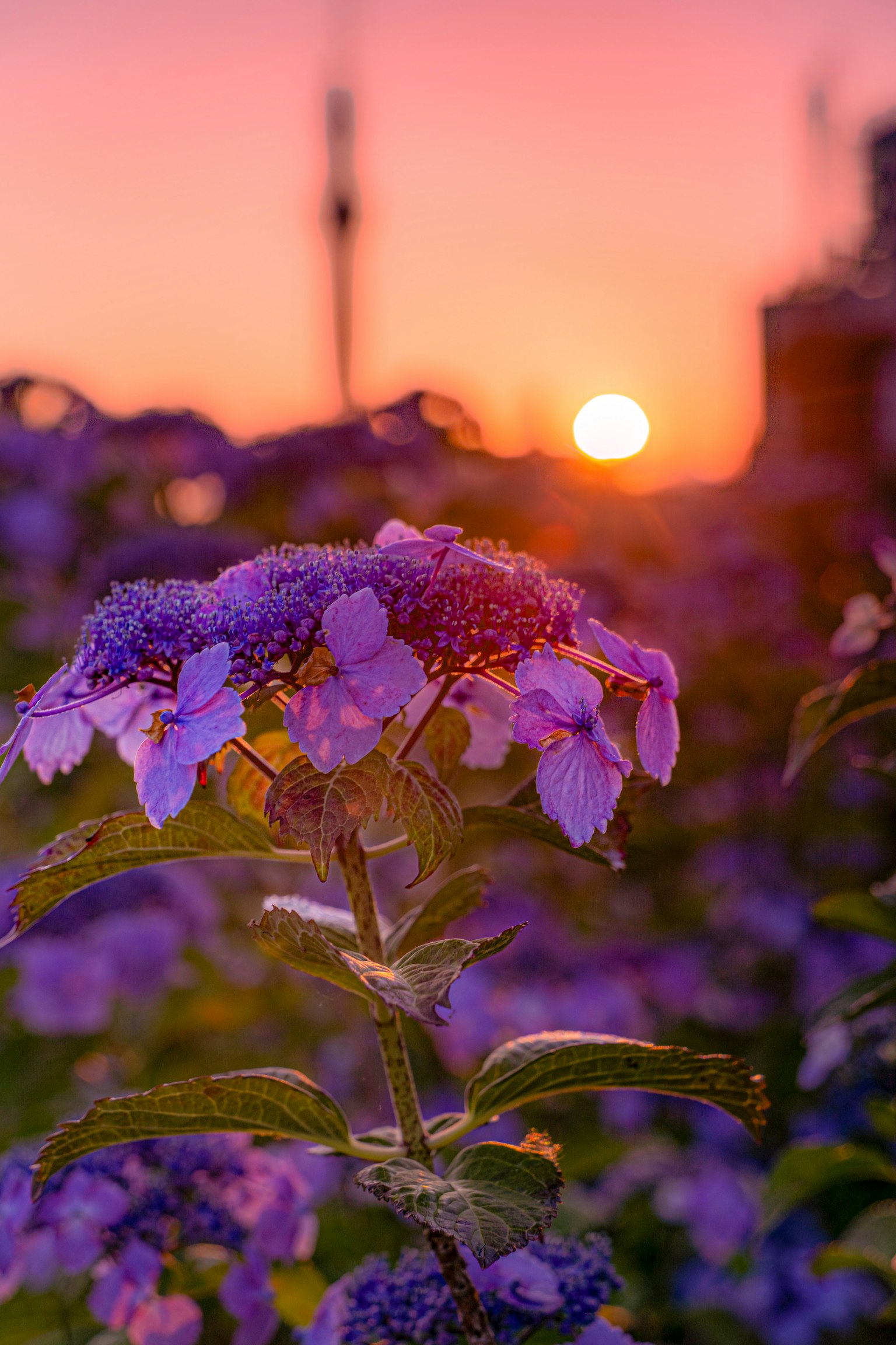 Hermosa escena de flores moradas floreciendo al atardecer