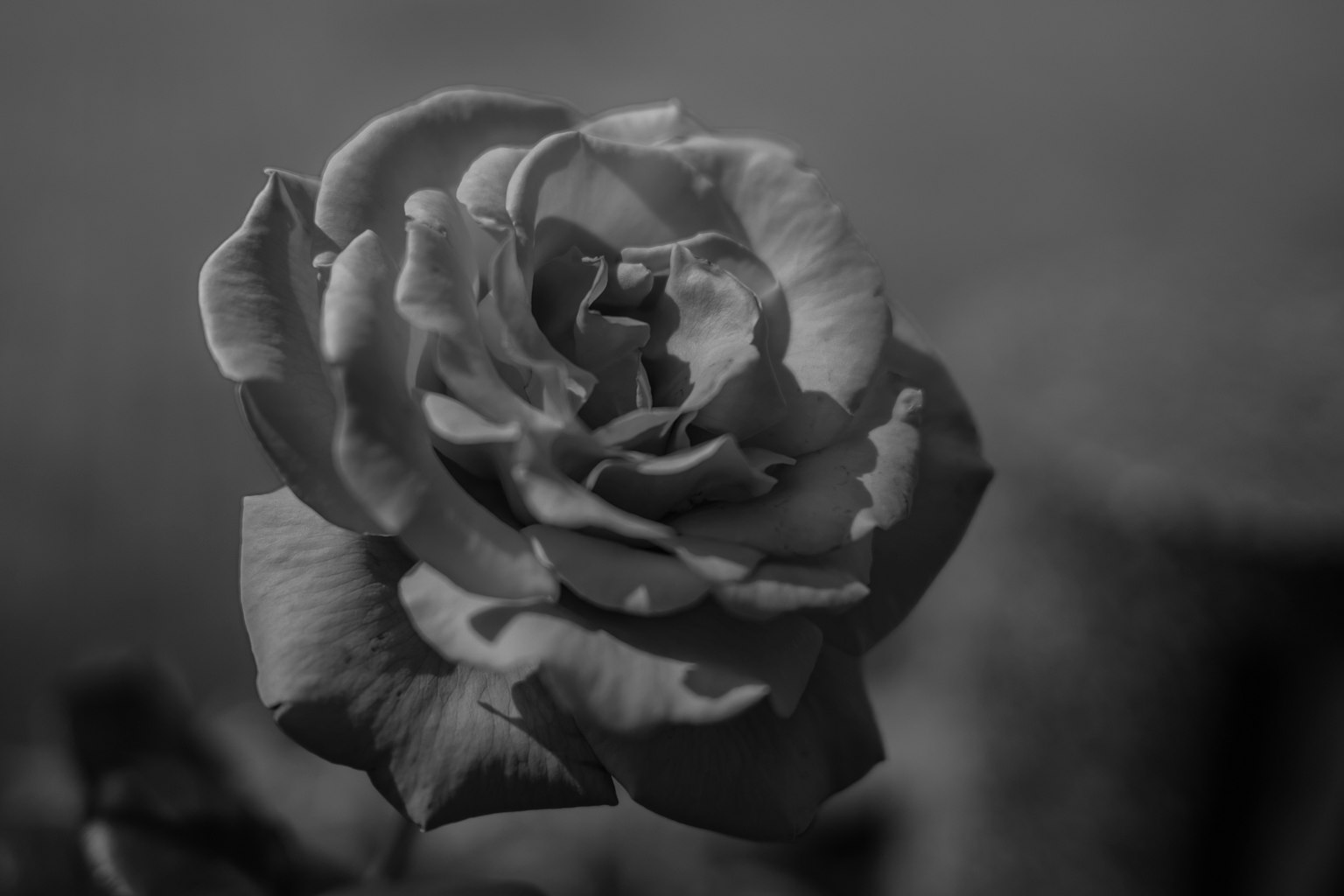 흑백 장미의 클로즈업 부드러운 꽃잎과 섬세한 디테일
