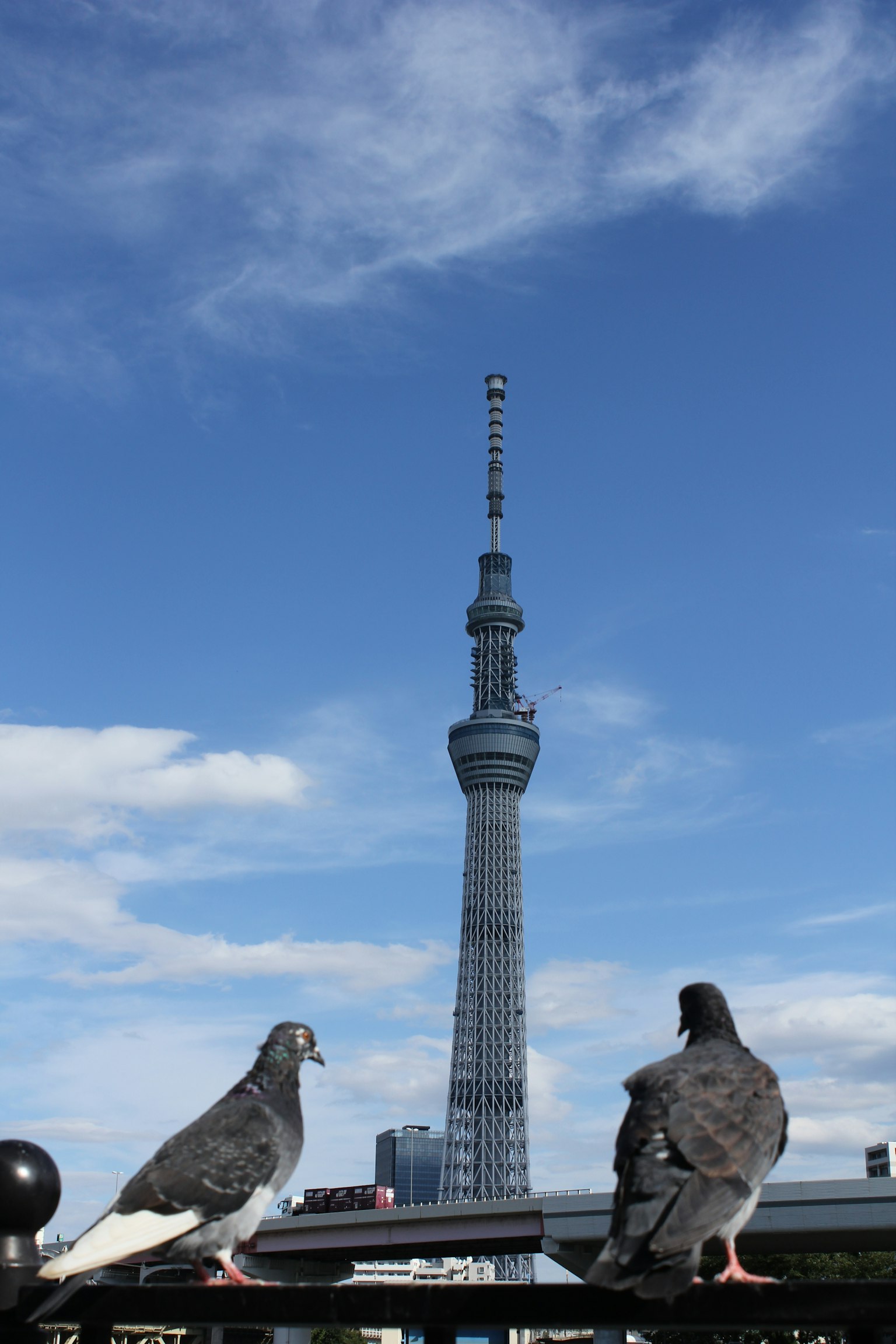 东京晴空下的两只鸽子和东京晴空塔