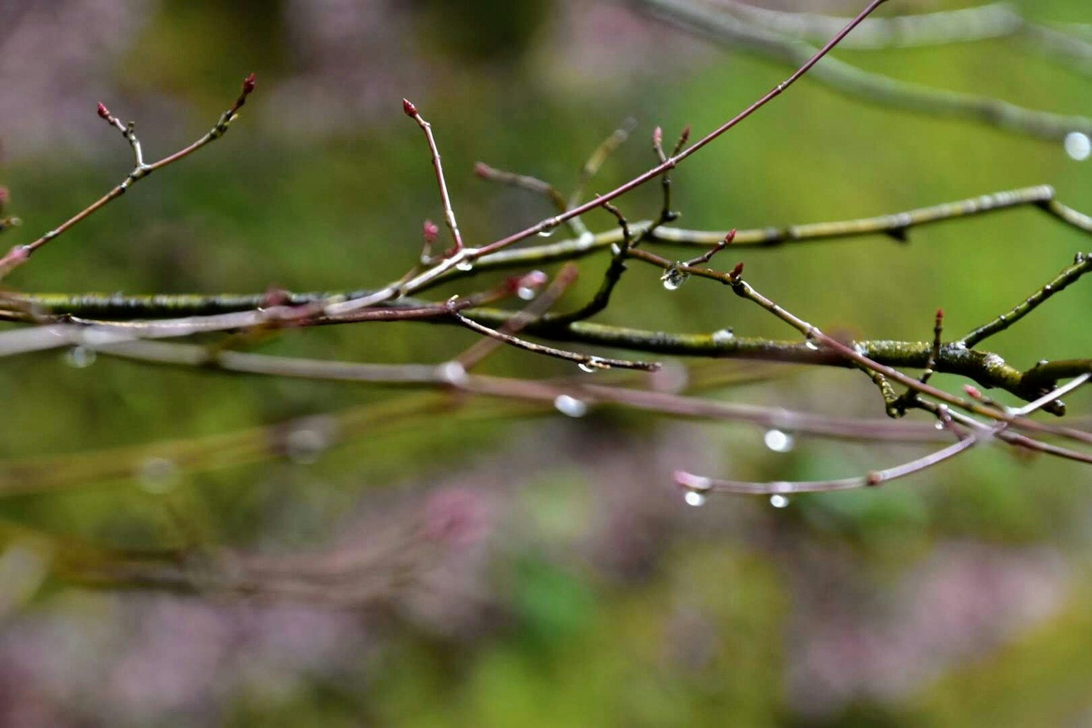 Close-up cabang tipis dengan tetesan air