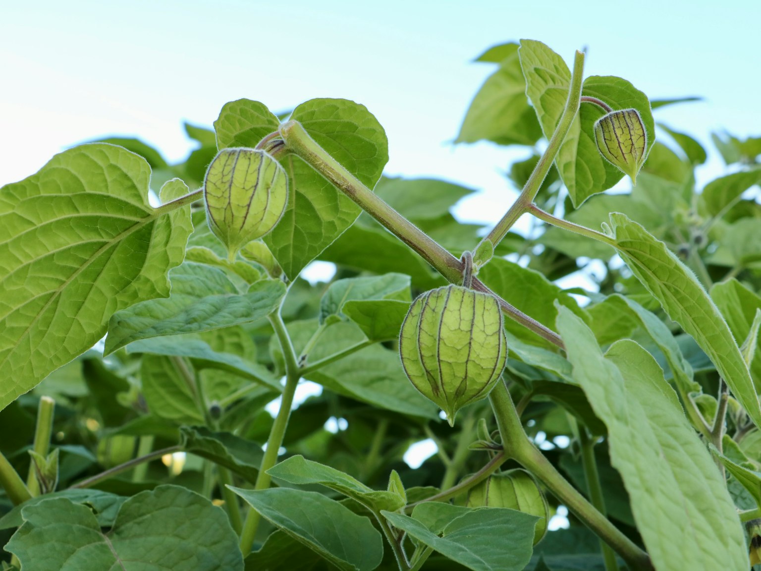 Primo piano di frutti di tomatillo verdi che crescono tra foglie verdi lussureggianti