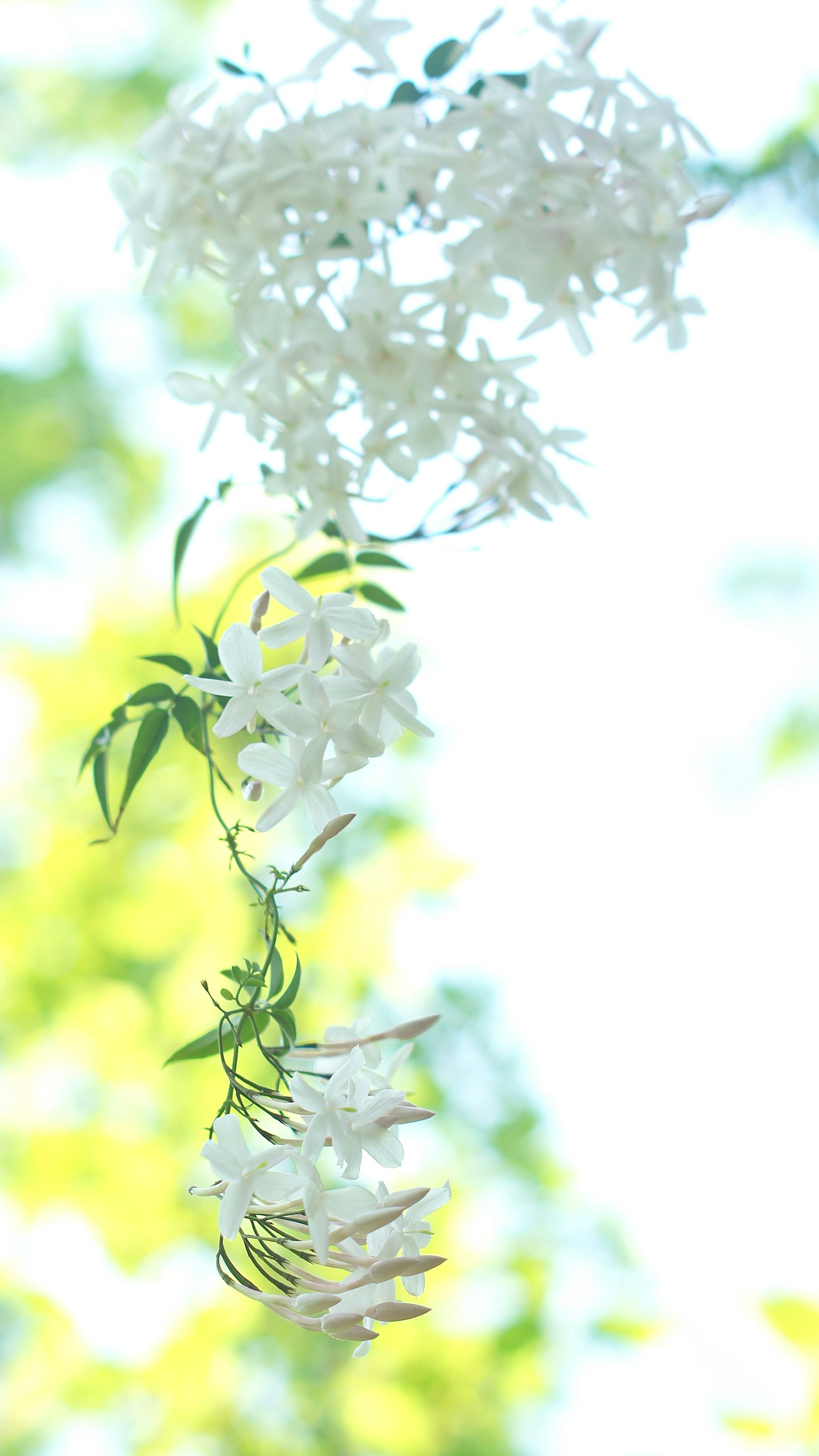 Una cascada de flores blancas colgando con un fondo verde borroso