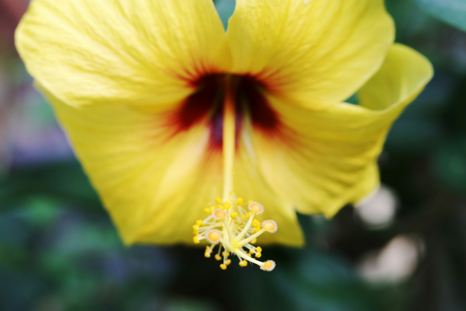 Close-up of a yellow hibiscus flower with a red center