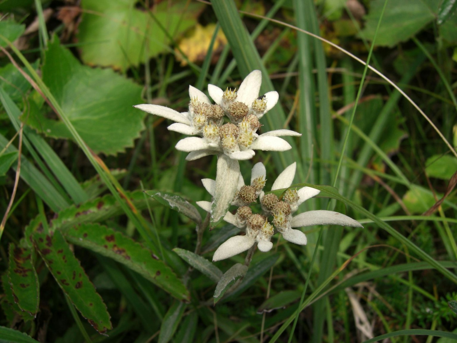 Planta de edelweiss con flores blancas floreciendo entre la hierba verde