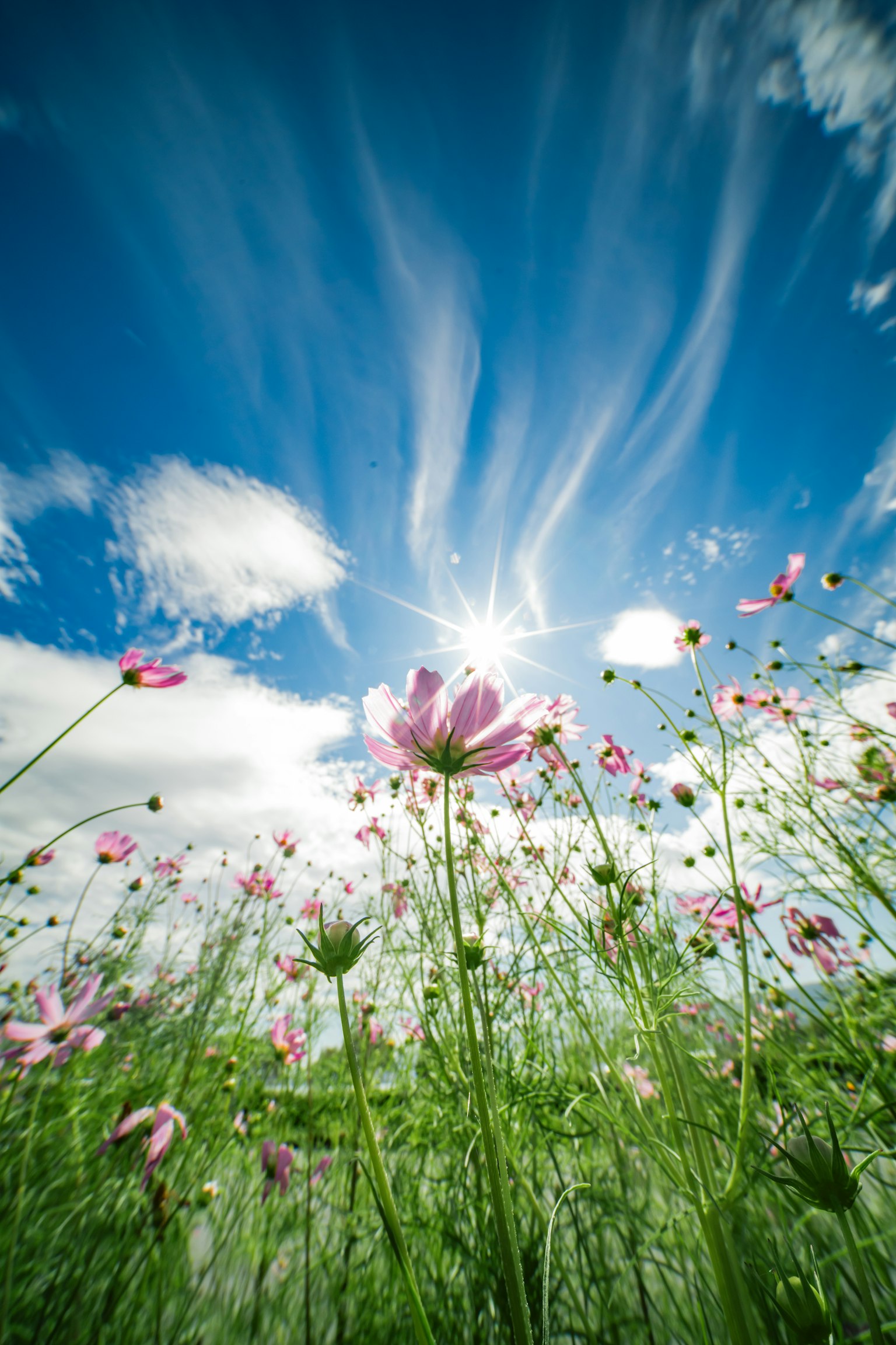 A perspective view of flowers under a blue sky with clouds and sunlight