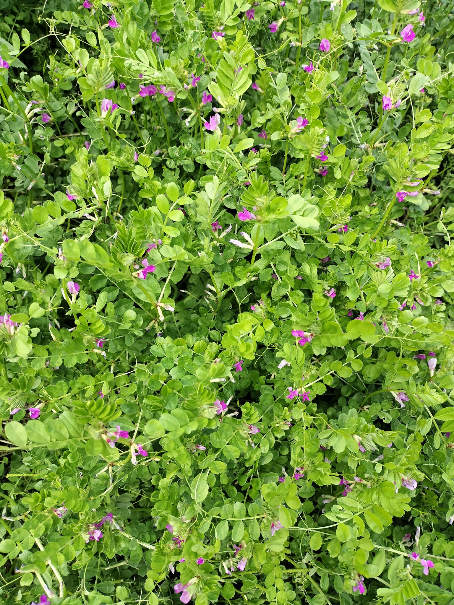 Crescita densa di foglie verdi con fiori viola