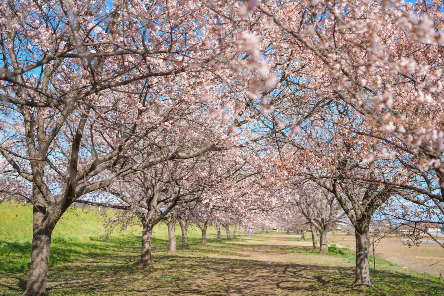 Bellissimo sentiero fiancheggiato da alberi di ciliegio in fiore e cielo blu