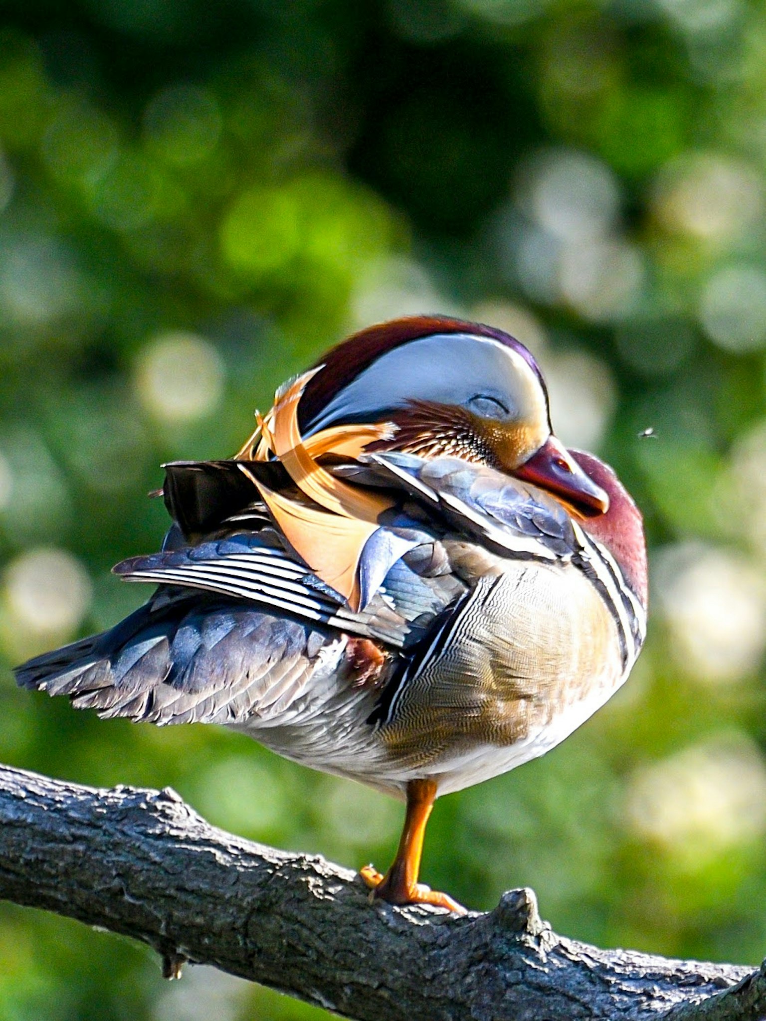 Hermoso pato mandarín posado en una rama