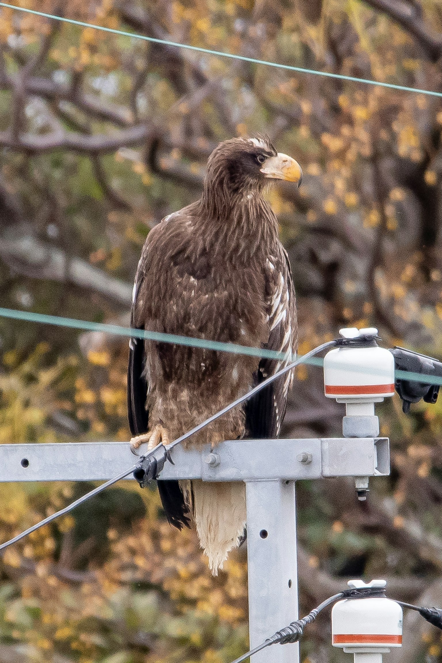 Imagen de un águila posada en un poste con un fondo de follaje otoñal