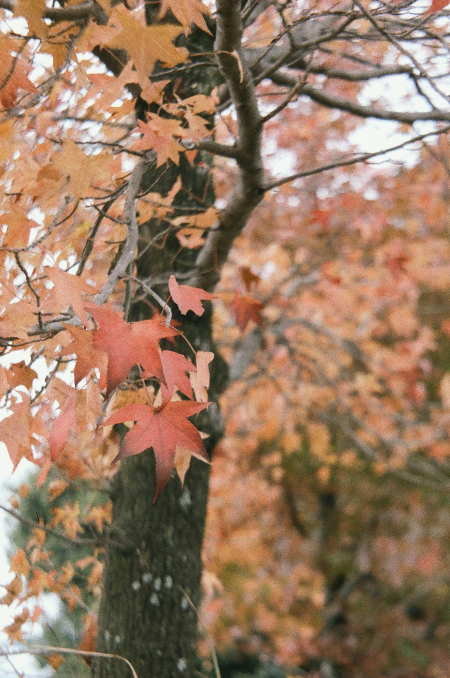 樹幹與秋天的橙色和紅色葉子