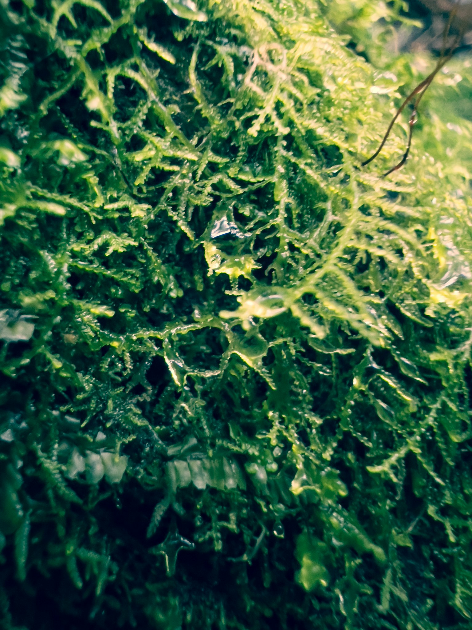 Primo piano di muschio verde denso con motivi intricati