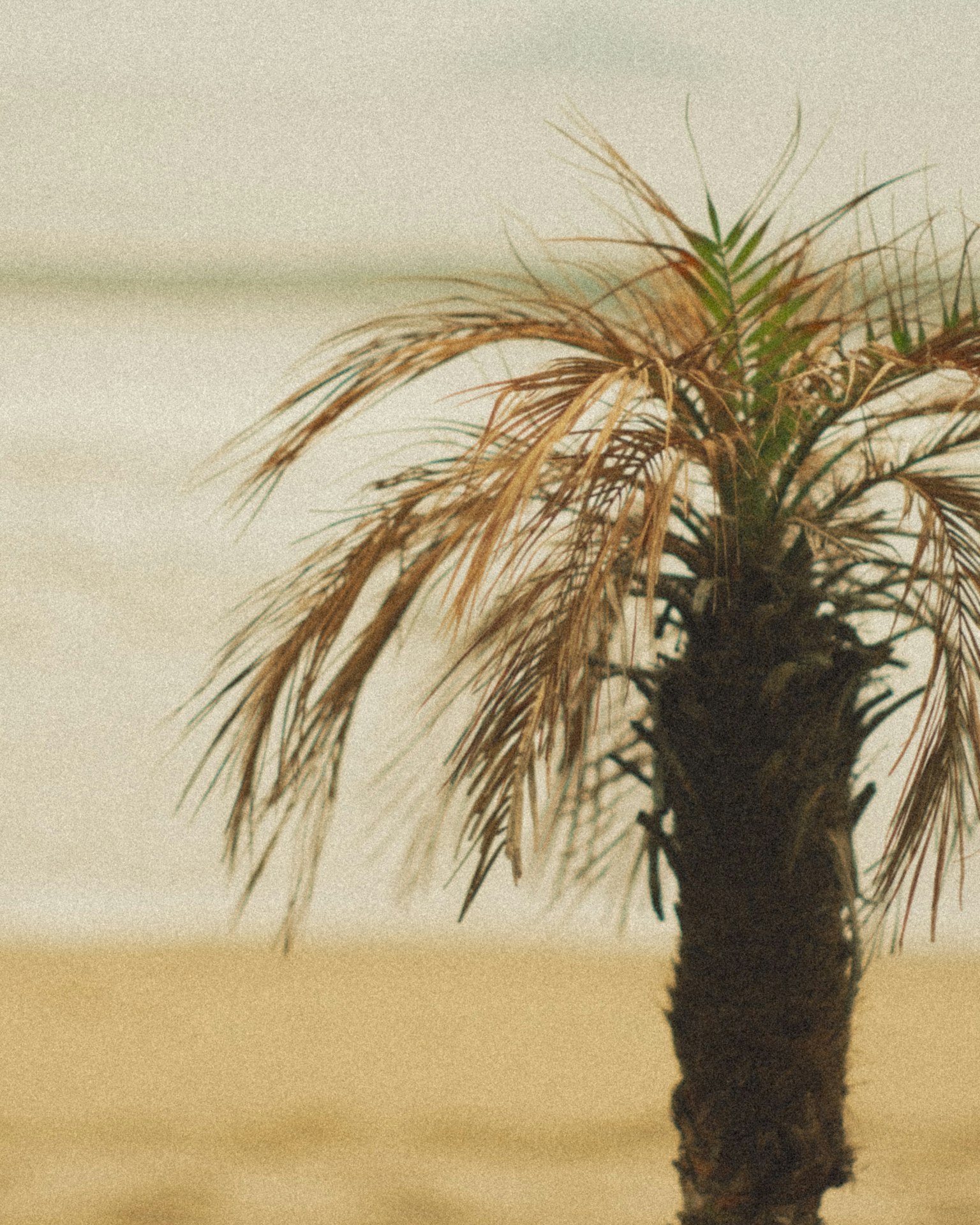Nahaufnahme einer Palme am Strand