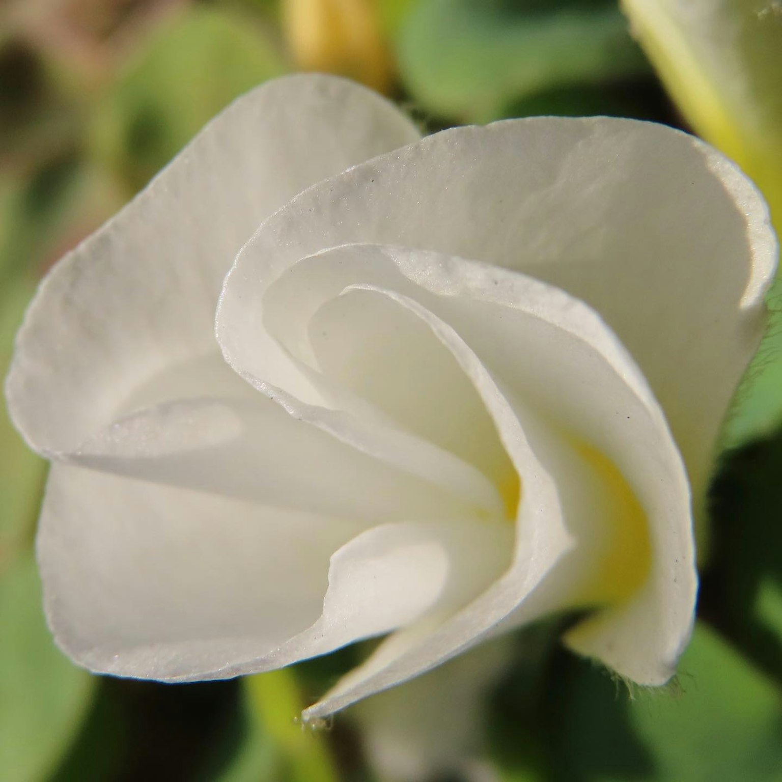 Gros plan d'une belle fleur aux pétales blancs