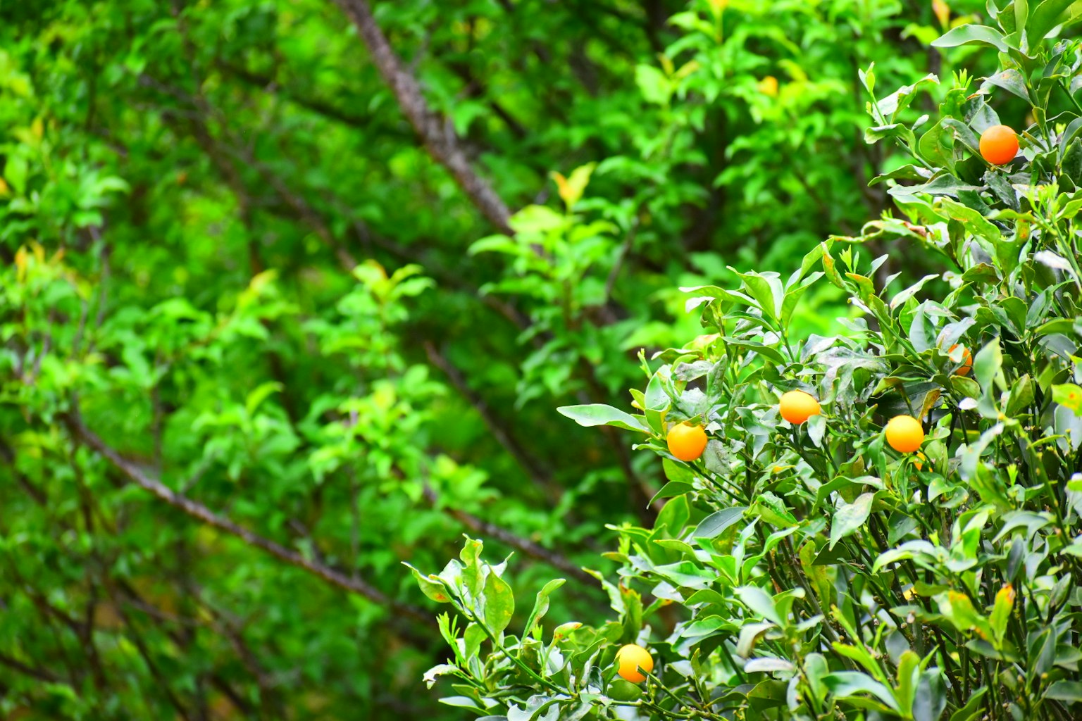 Un paesaggio con frutti arancioni su un albero con foglie verdi