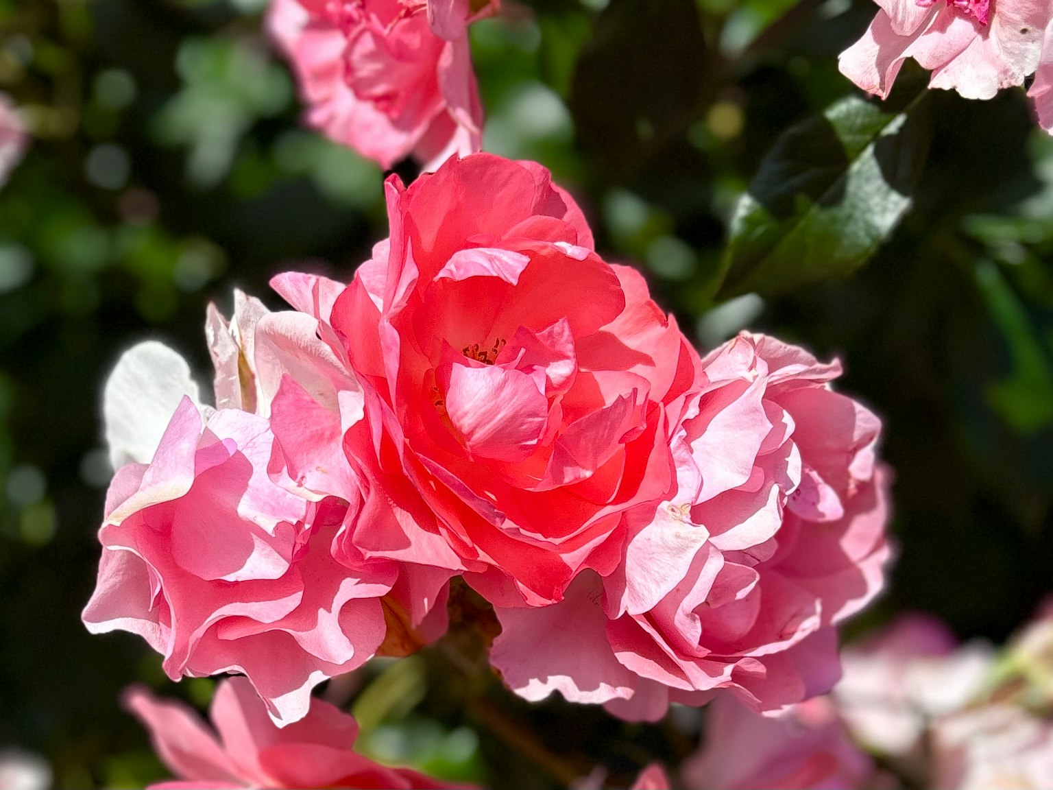 Un gruppo di rose rosa che fioriscono vivacemente