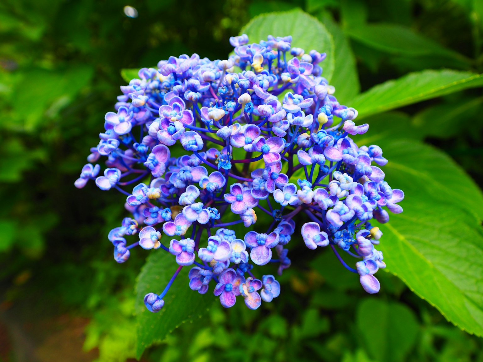 Cluster of beautiful blue-purple flowers surrounded by green leaves