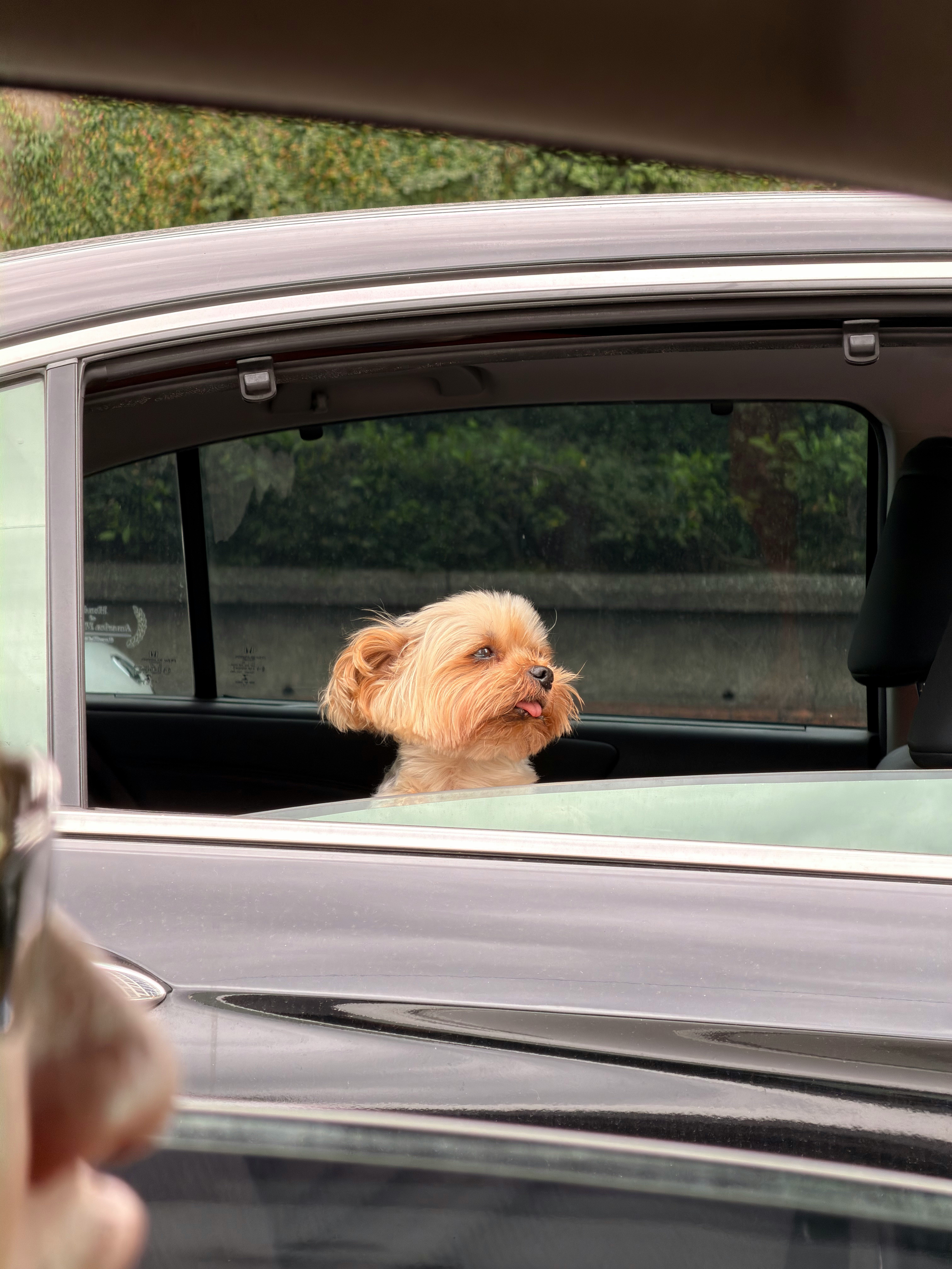 車の窓から顔をのぞかせる小型犬