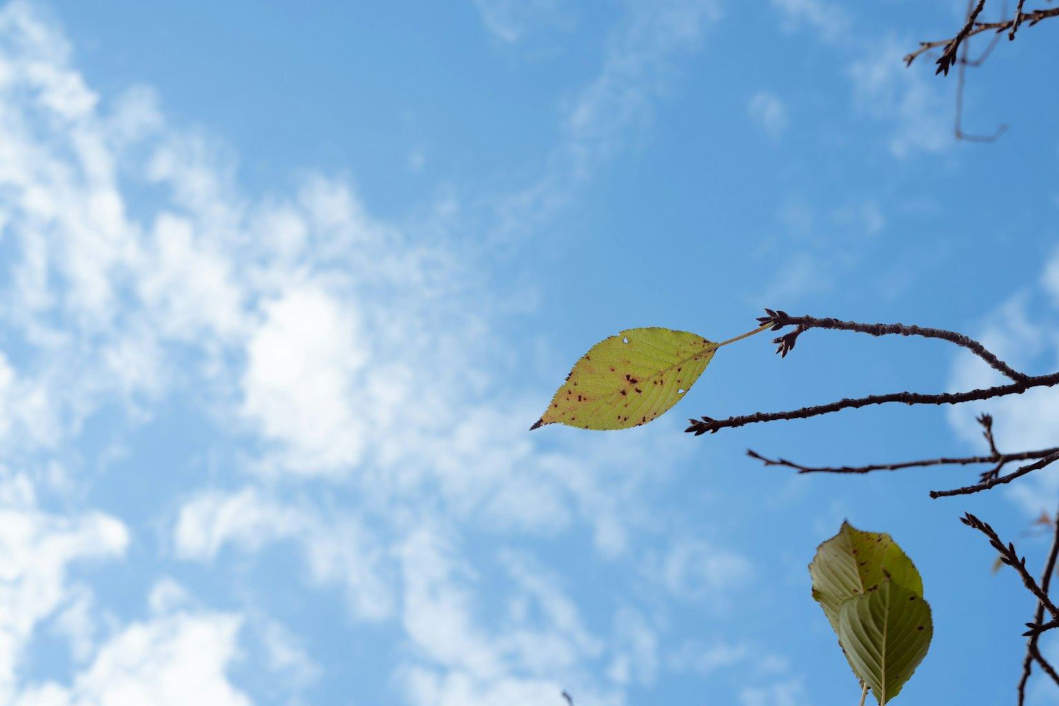 Cành cây với lá dưới bầu trời xanh và mây