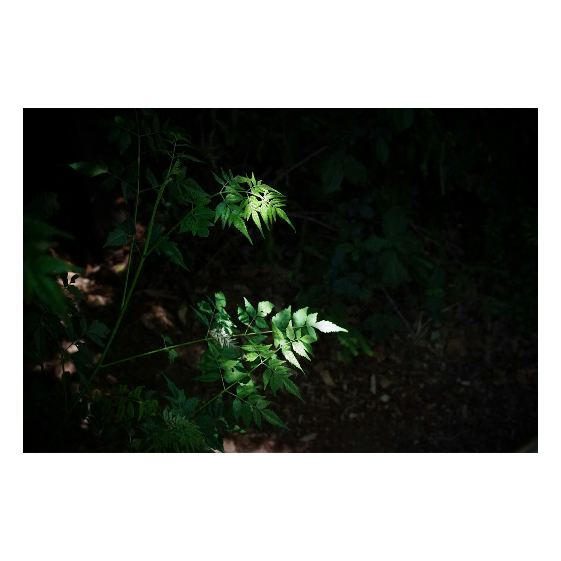Nahaufnahme leuchtender Blätter in einem dunklen Wald bei Nacht