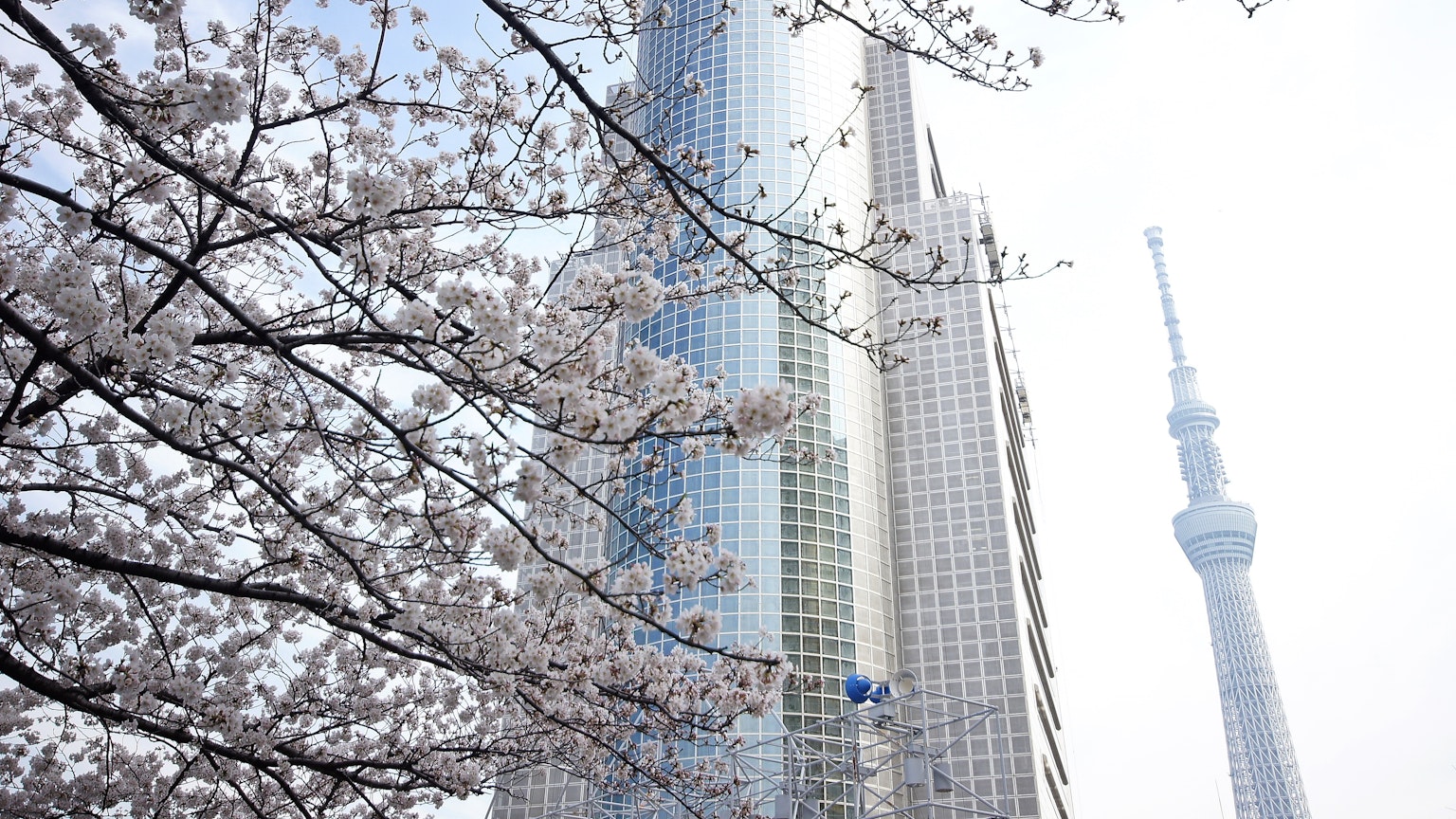 Hochhaus zwischen blühenden Kirschbäumen mit der Tokyo Skytree im Hintergrund