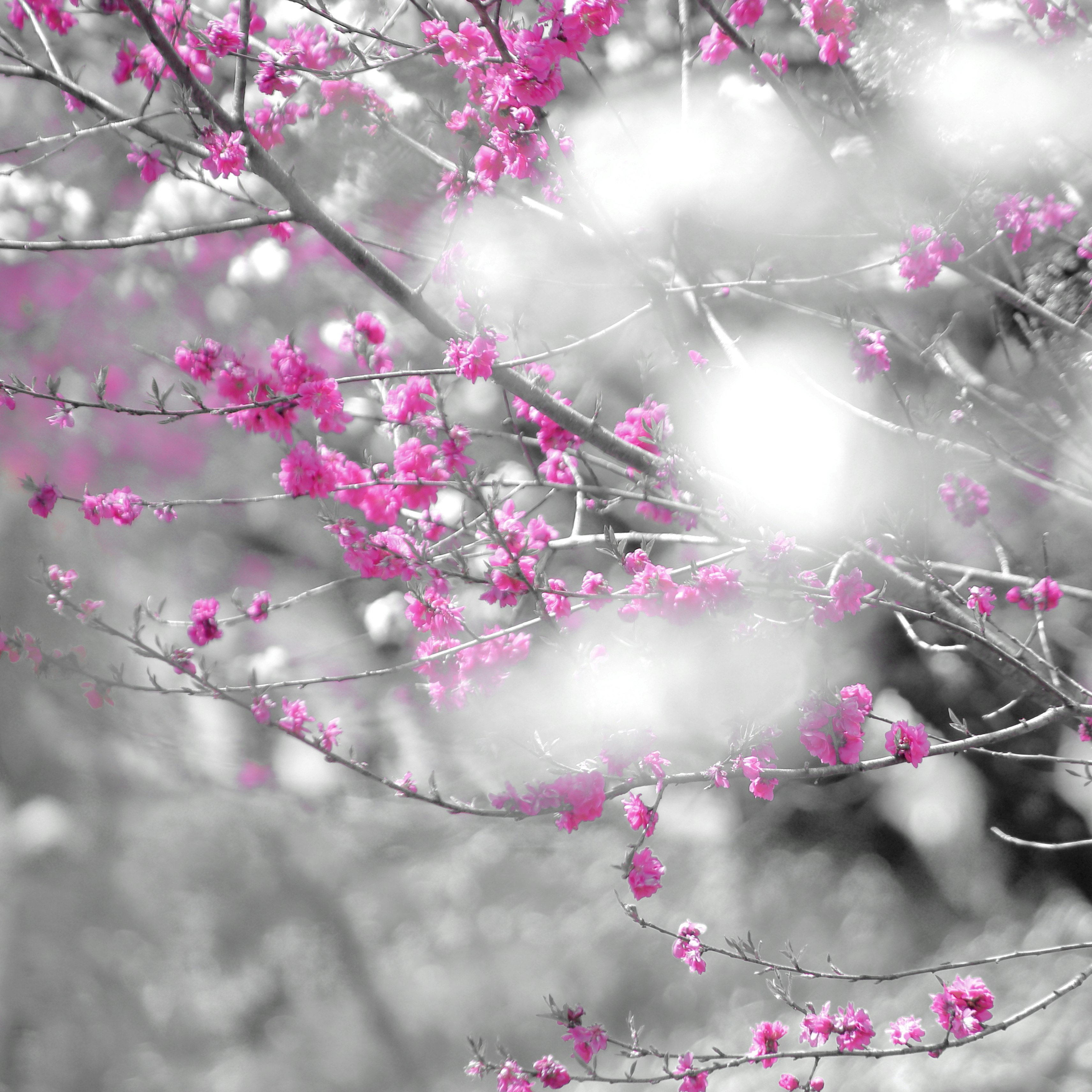 霞む背景の枝に咲くピンクの花