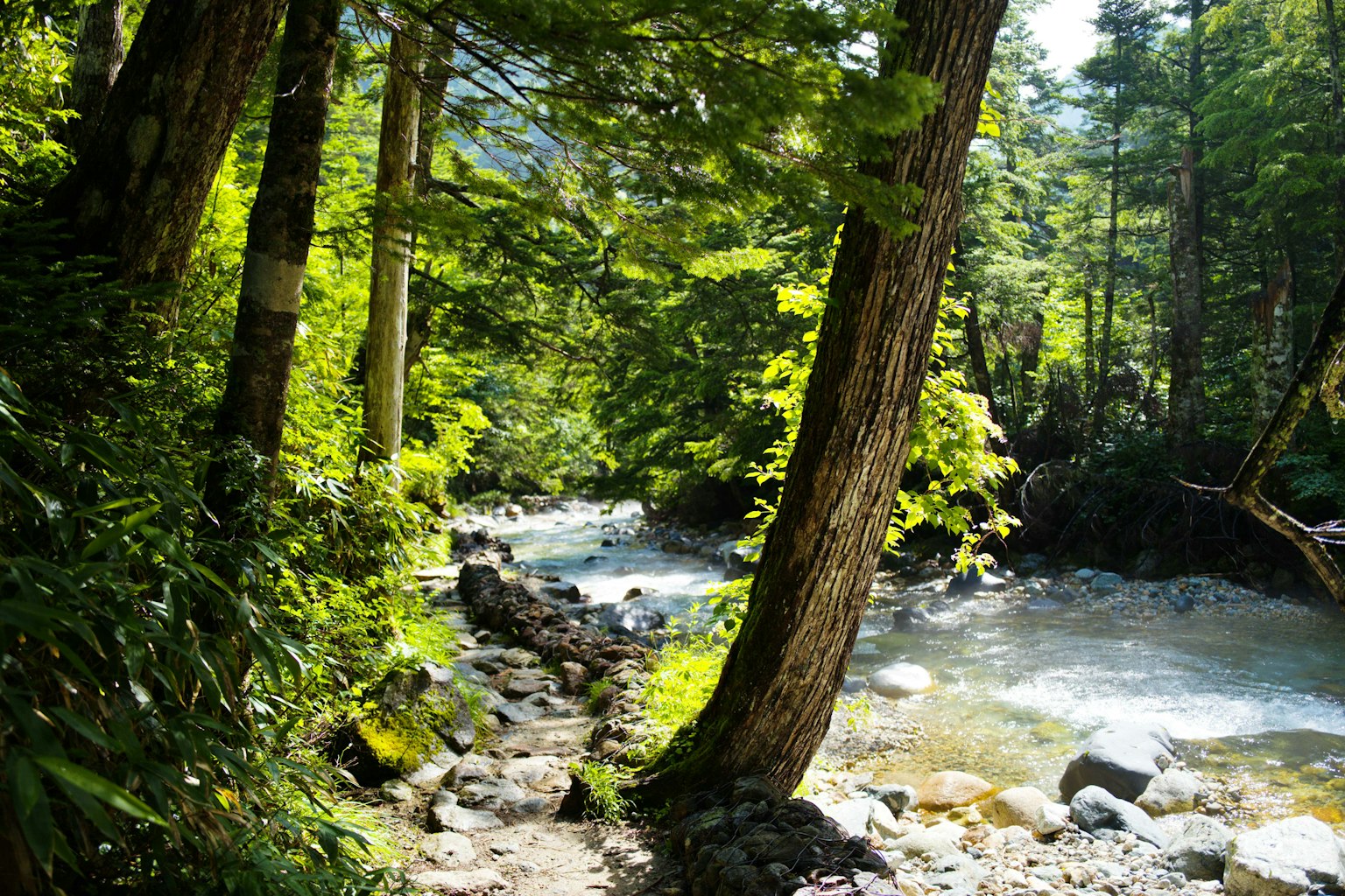 Forêt luxuriante avec un ruisseau et des pierres
