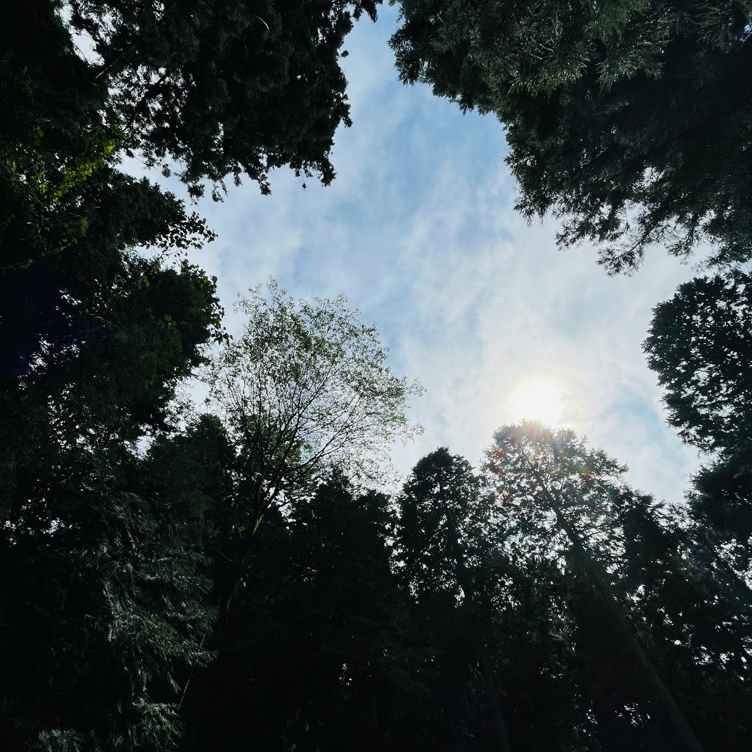 被高樹和陽光環繞的天空視圖