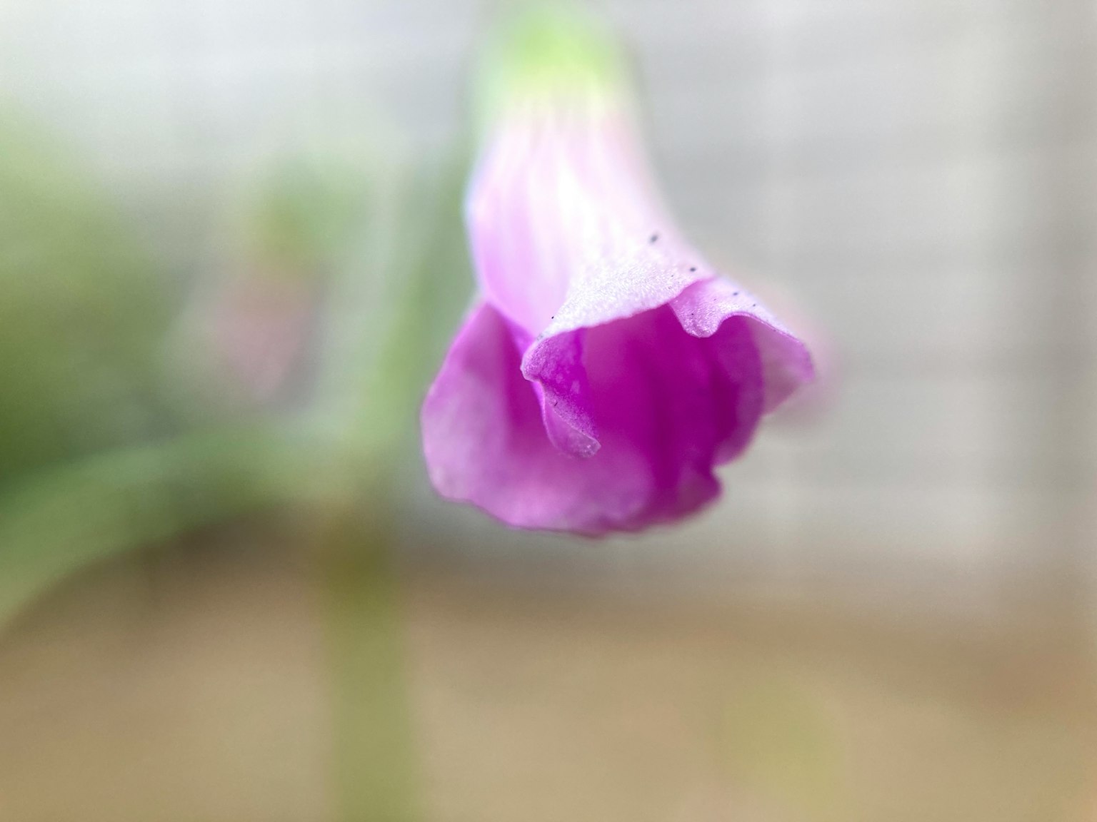 Photo en gros plan d'une fleur avec des pétales violets