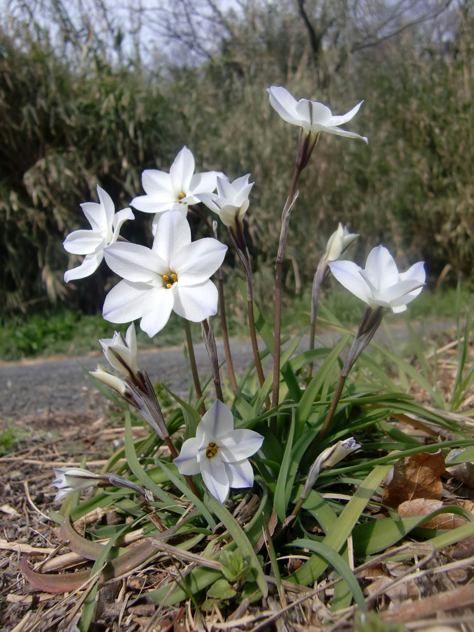 A cluster of white flowers blooming from green grass