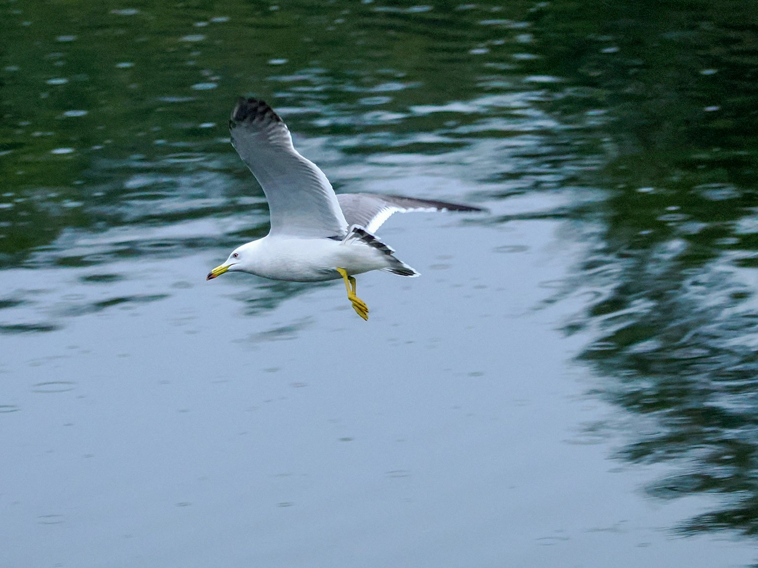 Una gaviota volando sobre una superficie de agua tranquila