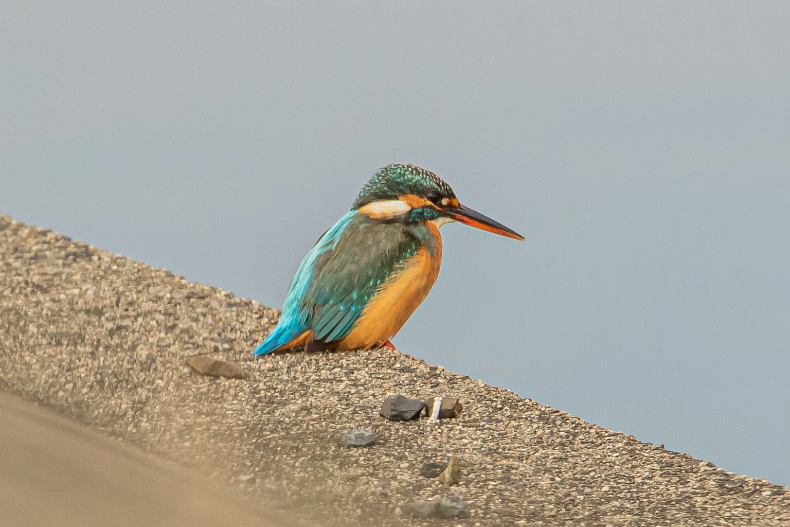 Un martin-pêcheur aux plumes bleu vif et orange assis sur une berge