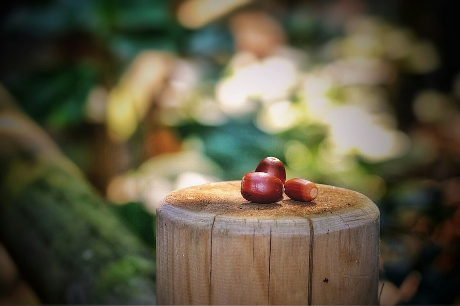 Trois châtaignes sur une souche en bois avec un arrière-plan vert flou