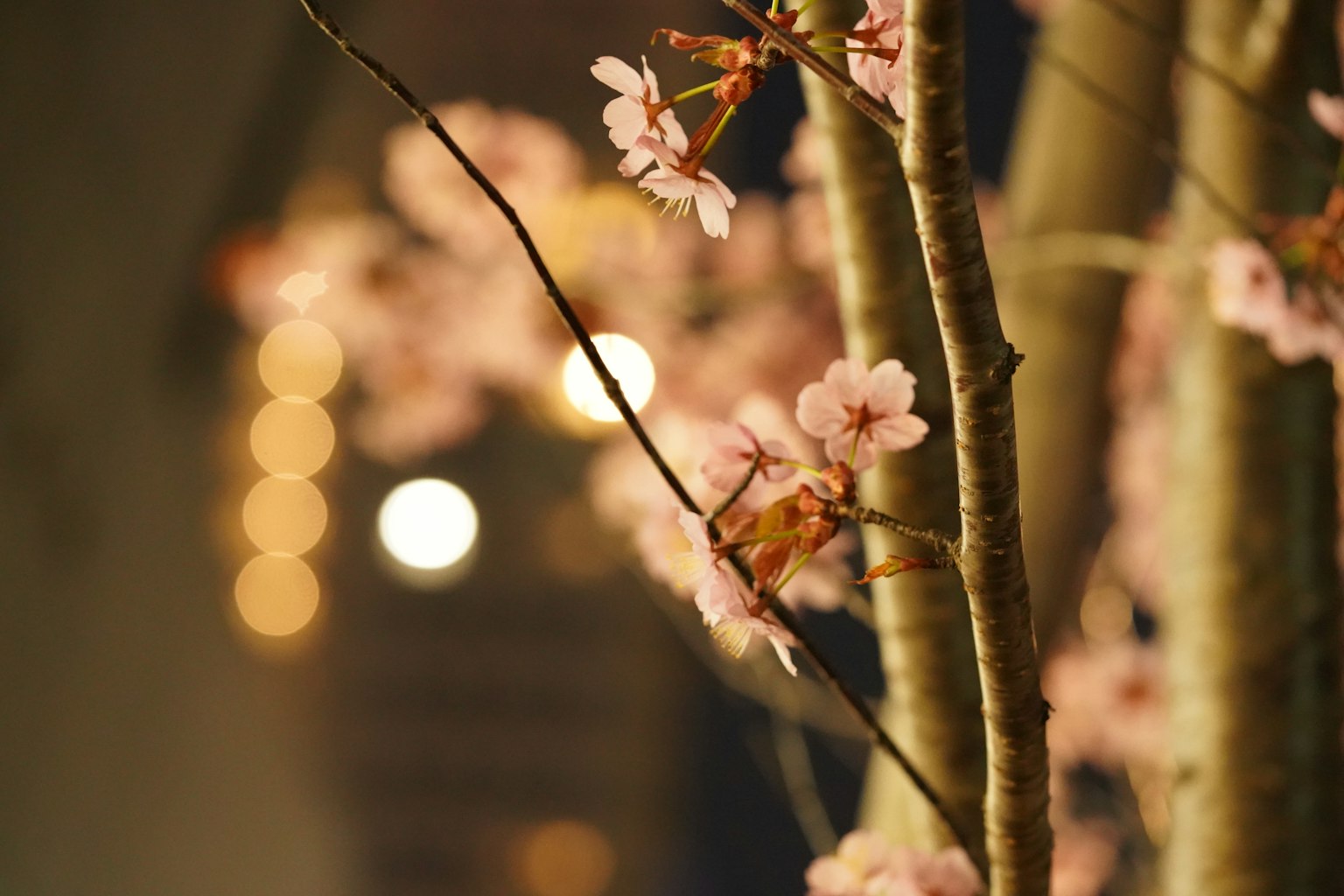 櫻花樹枝的特寫粉紅色花朵夜晚模糊背景的燈光