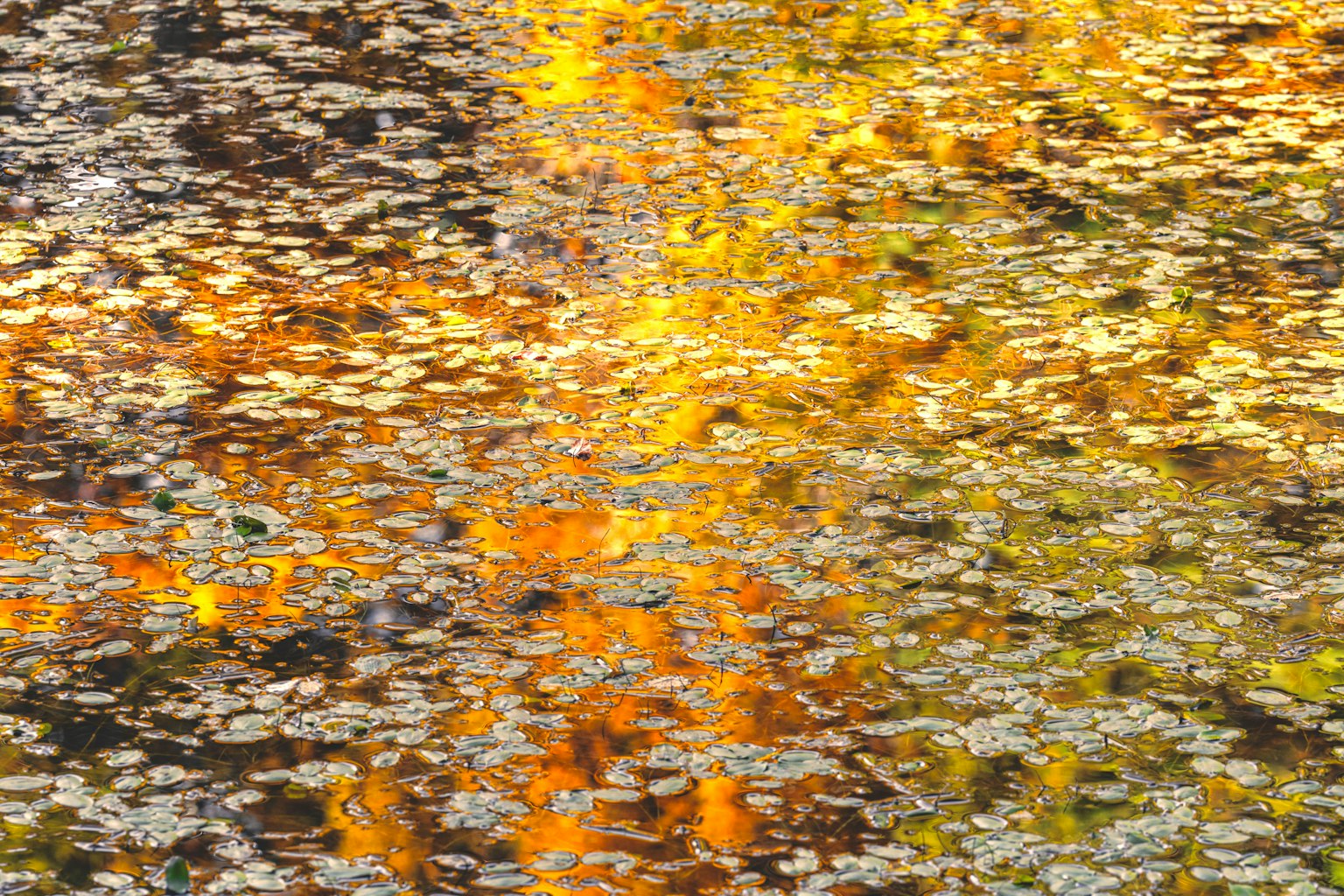 Belle scène d'automne avec des reflets de feuilles orange et jaunes à la surface de l'eau