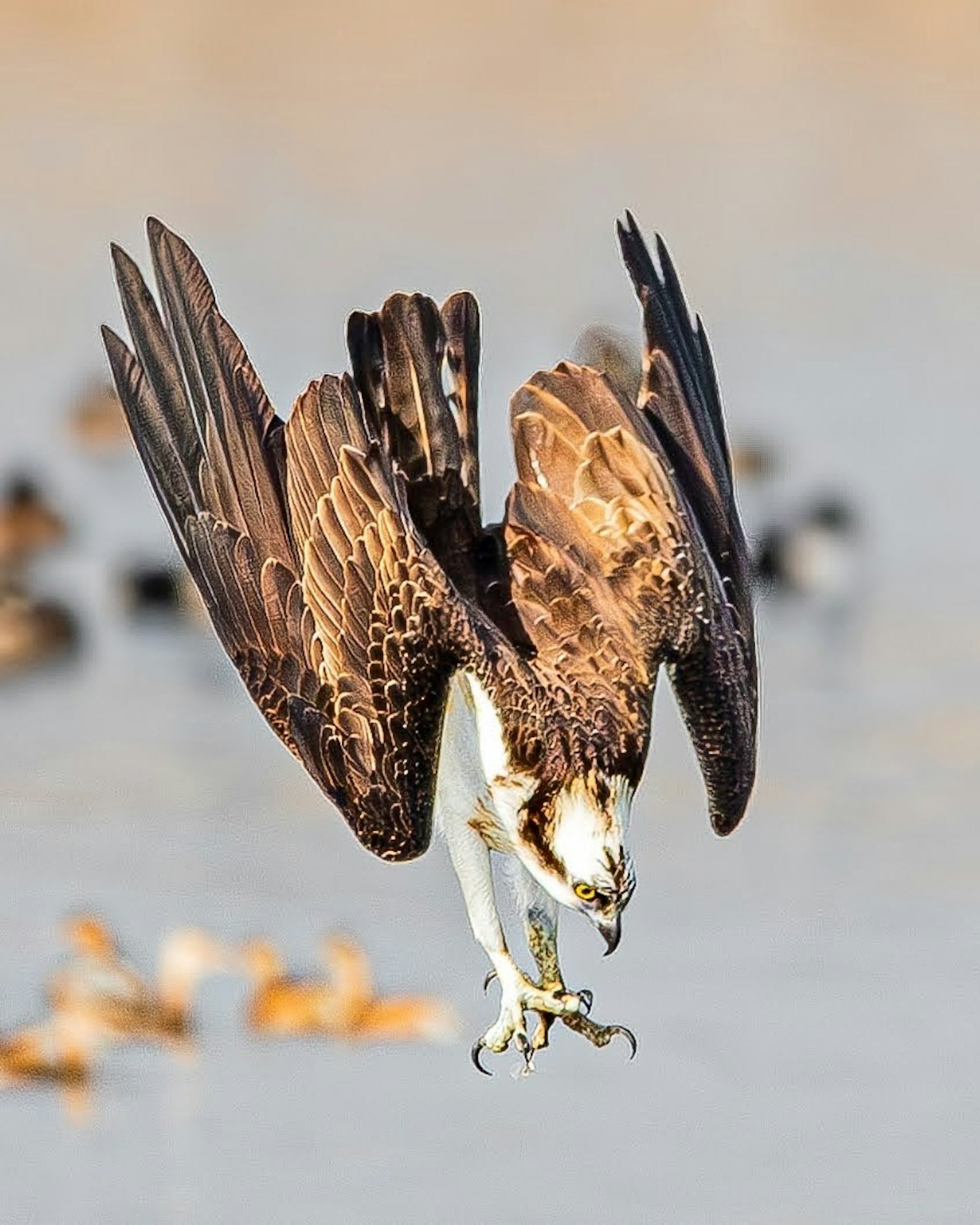 An osprey diving towards the water with its wings spread