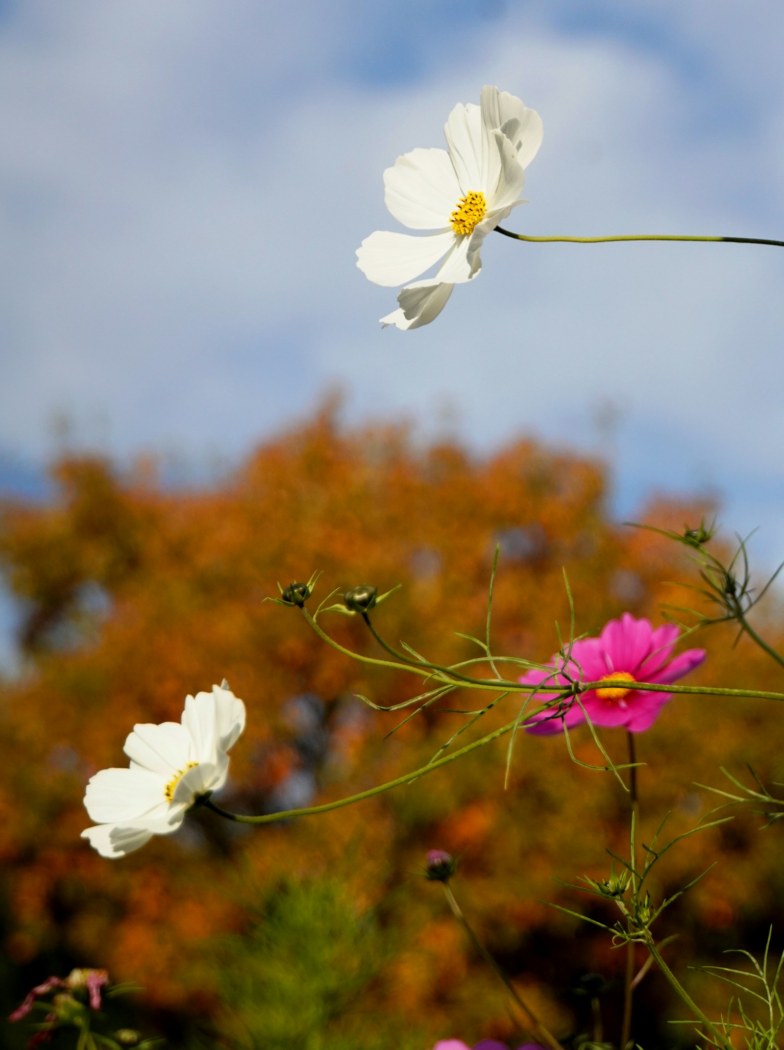 Weiße und rosa Blumen blühen unter einem blauen Himmel in einer herbstlichen Umgebung