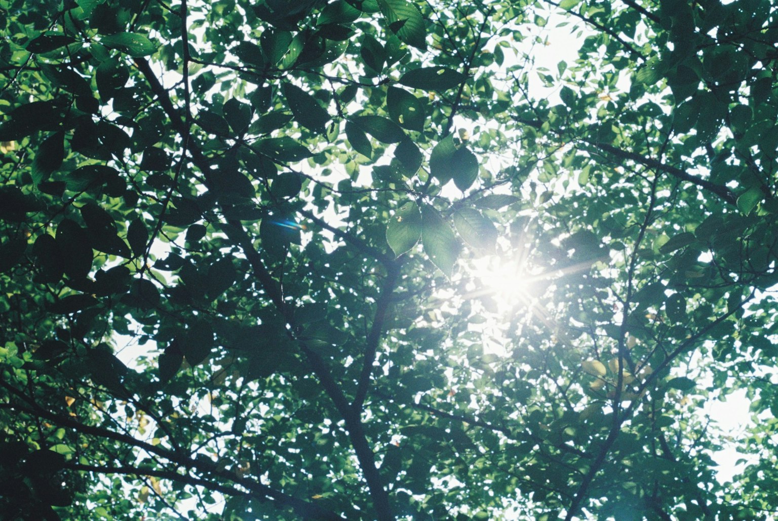 Foglie verdi lussureggianti con la luce del sole che filtra attraverso i rami