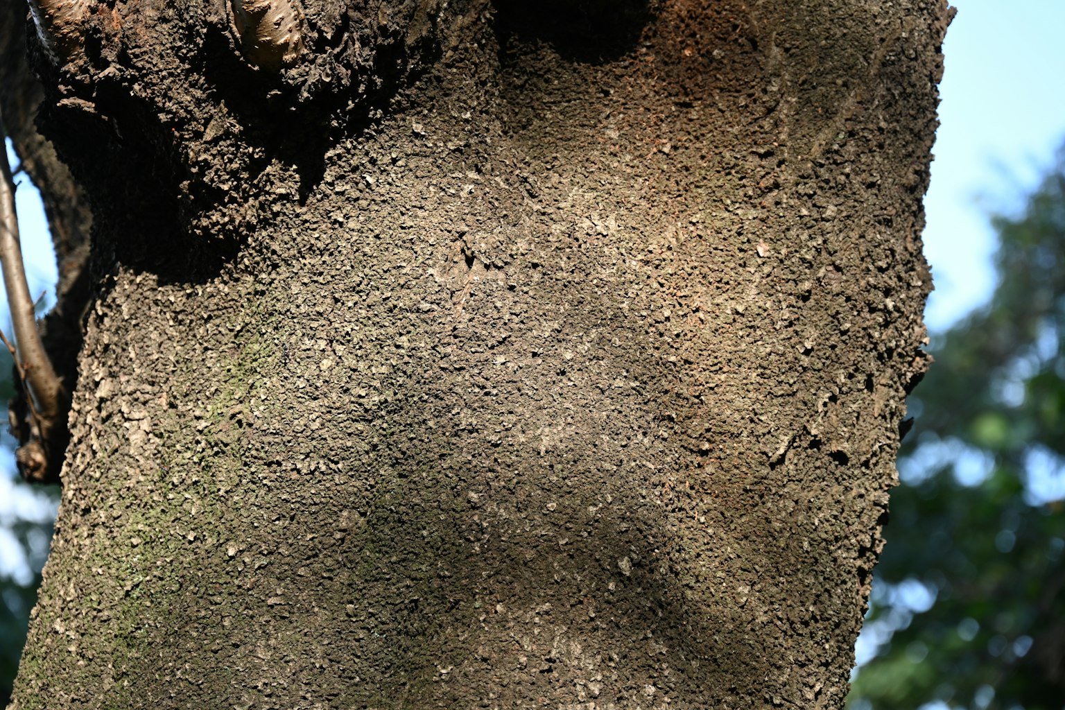 Texture ruvida della superficie di un tronco d'albero con ombre