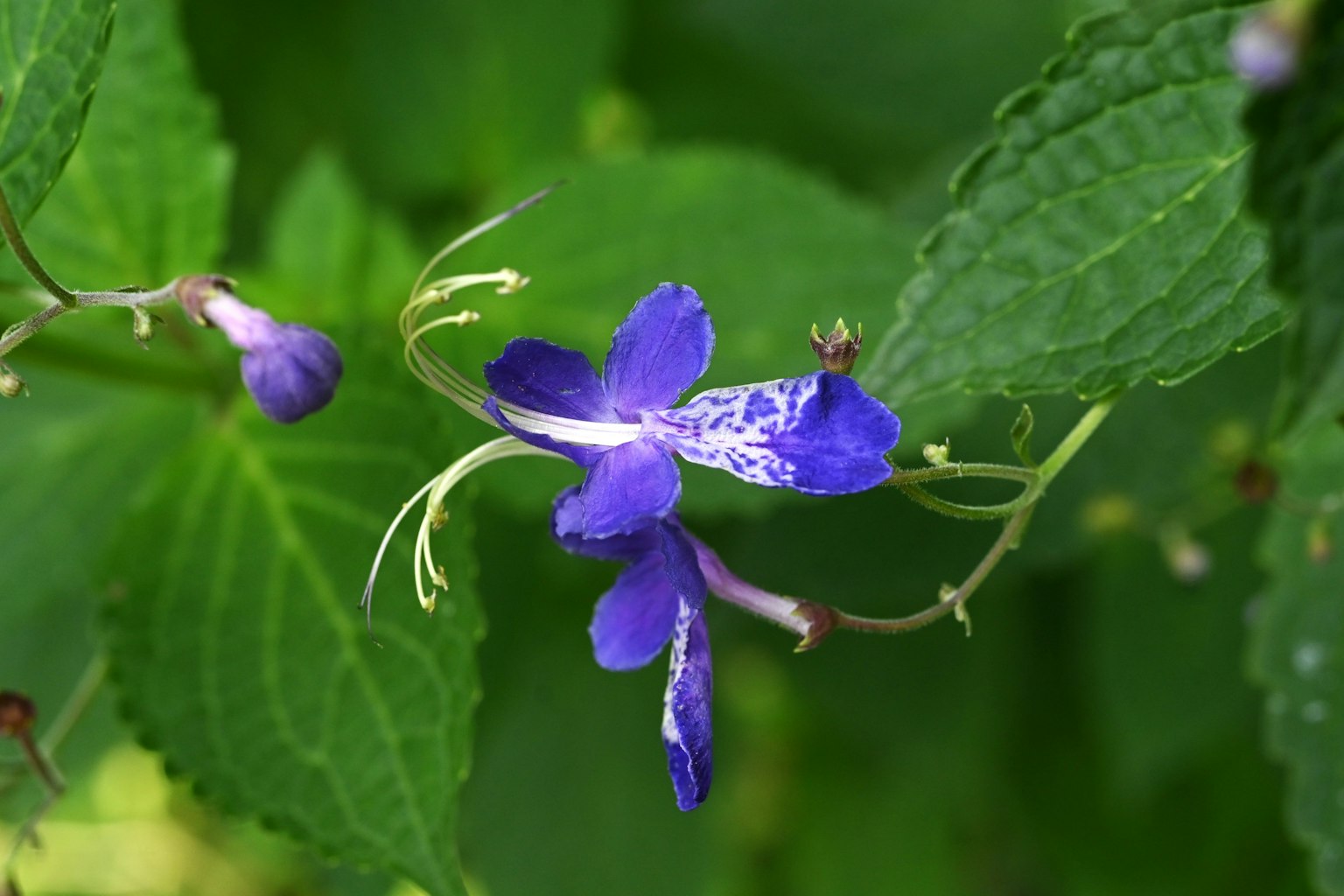 Fleur violette fleurissant parmi des feuilles vertes avec des tiges fines
